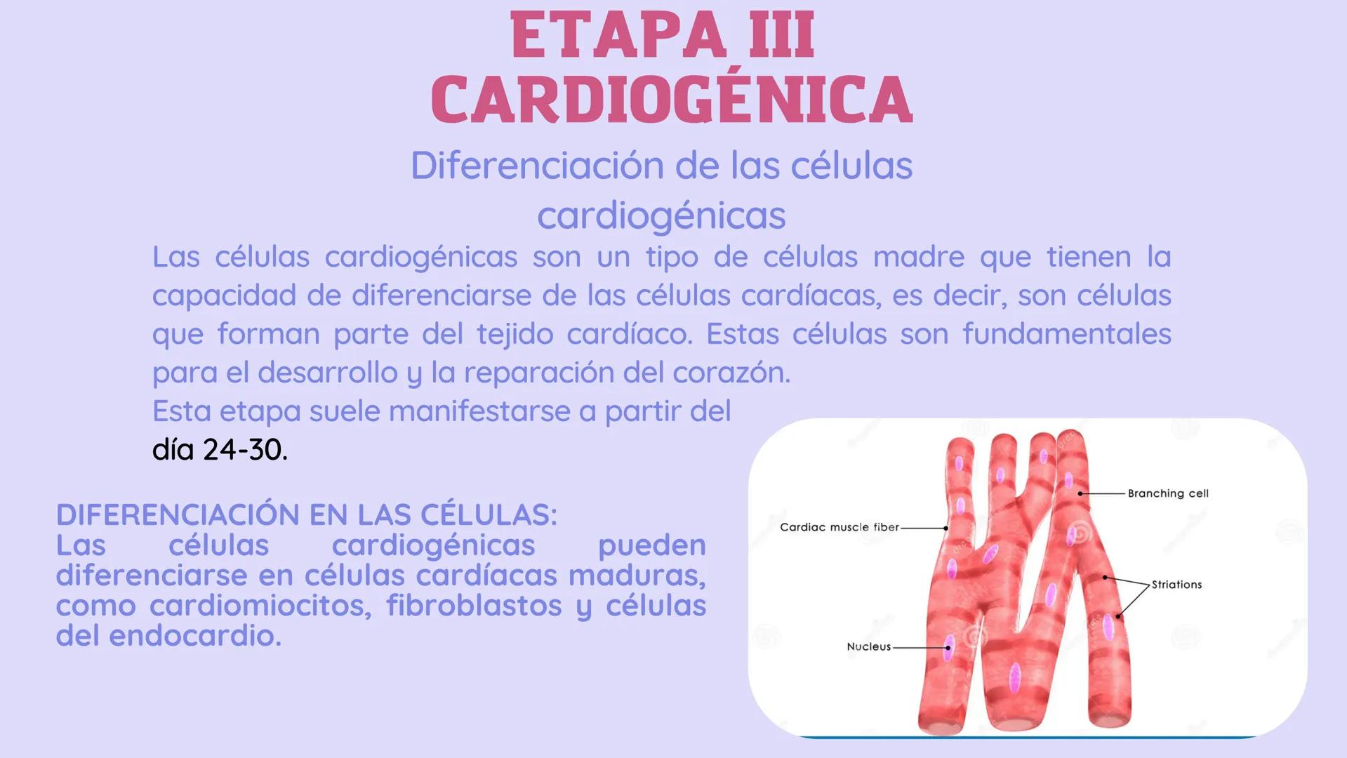 SISTEMA
CARDIOVASCULAR
EN EL DESARROLLO
EMBRIONARIO Contenidos
• Desarrollo del corazón
• Estructuras Embriológicas
• Desarrollo de los Vaso