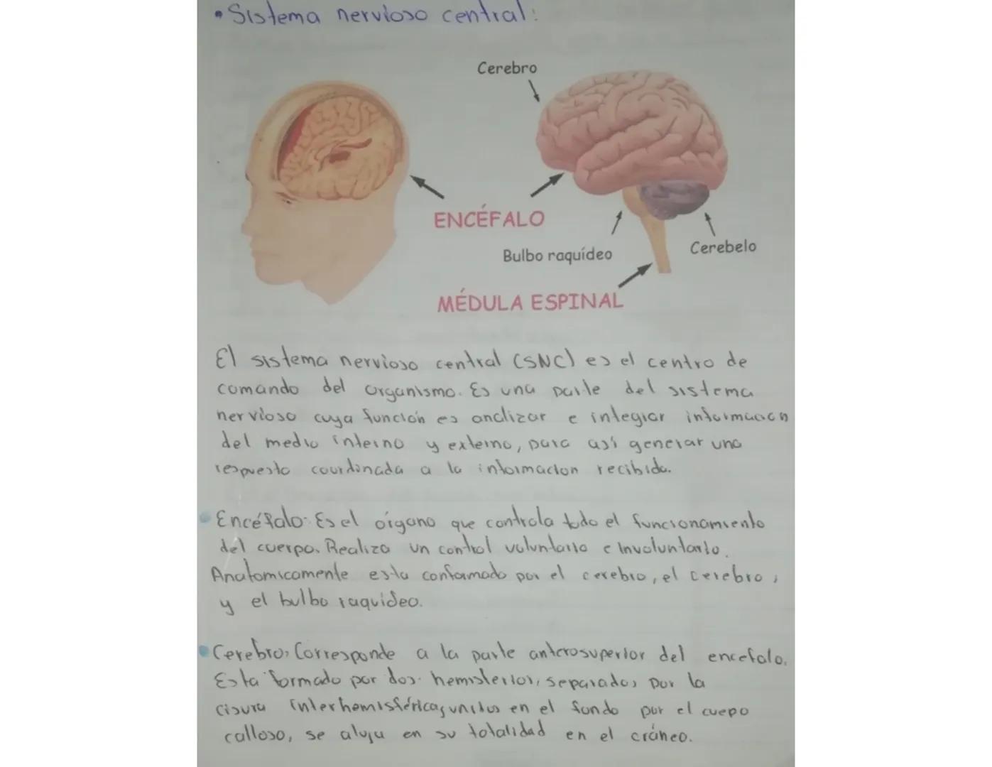 - Sistema nervioso central:
Cerebro
ENCÉFALO
Bulbo raquídeo
1
Cerebelo
MÉDULA ESPINAL
El sistema nervioso central (SNC) es el centro de