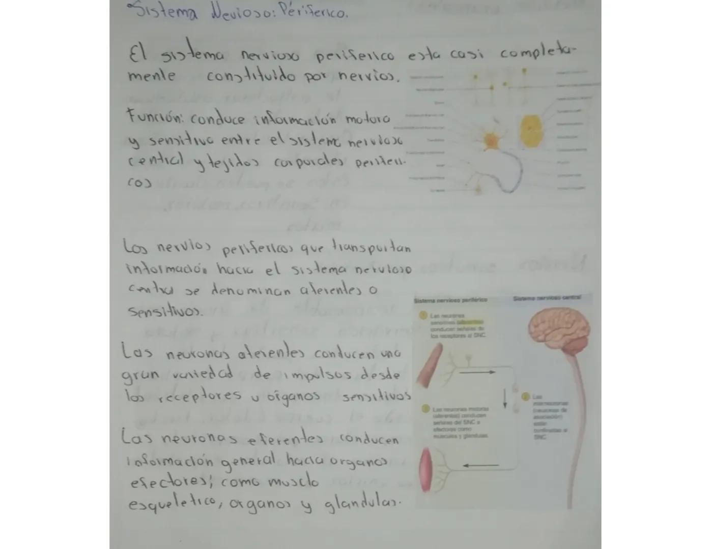 - Sistema nervioso central:
Cerebro
ENCÉFALO
Bulbo raquídeo
1
Cerebelo
MÉDULA ESPINAL
El sistema nervioso central (SNC) es el centro de