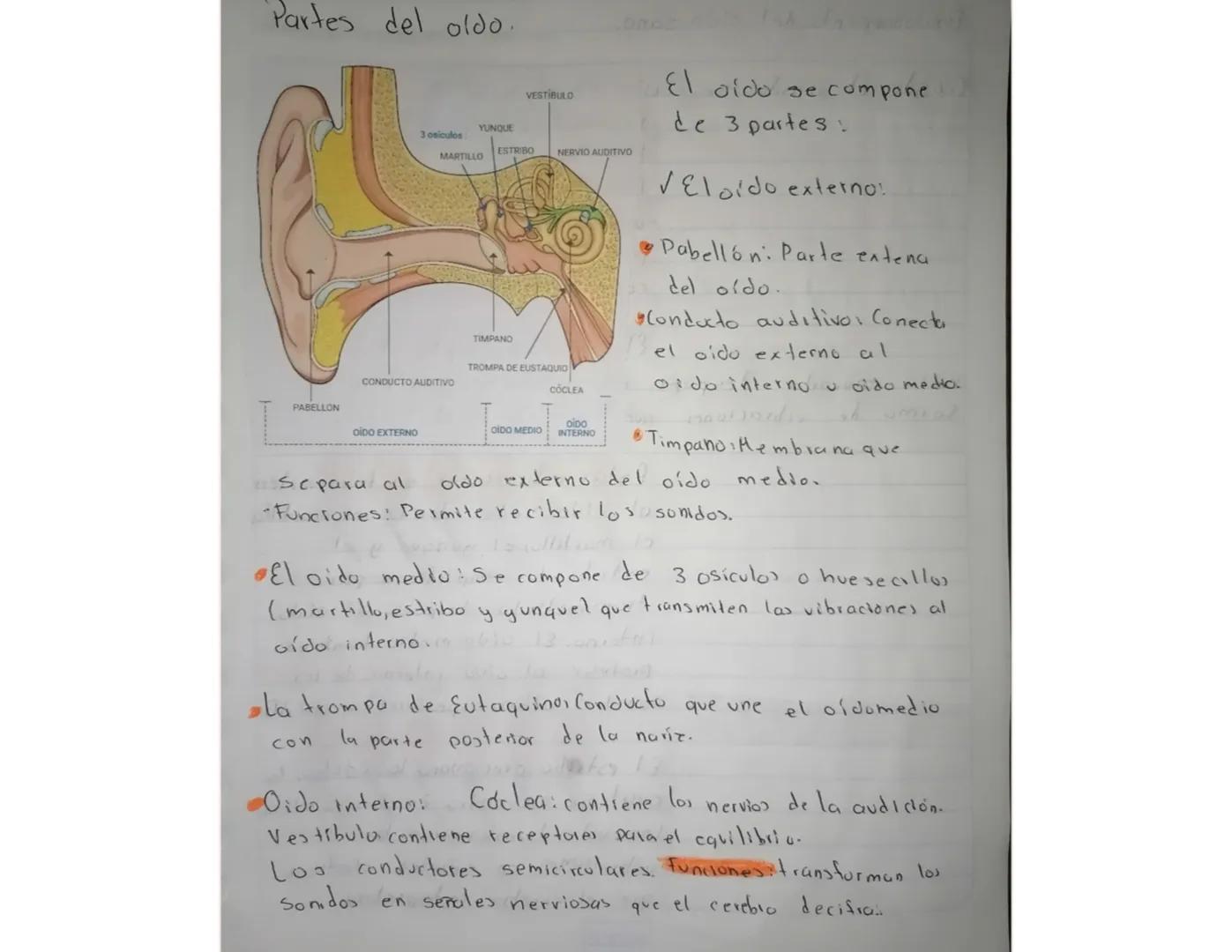 # Partes del oldo.
3 osiculos
MARTILLO
VESTIBULO
YUNQUE
ESTRIBO
NERVIO AUDITIVO
TIMPANO
TROMPA DE EUSTAQUIO
CONDUCTO AUDITIVO
COCLEA
PABELL