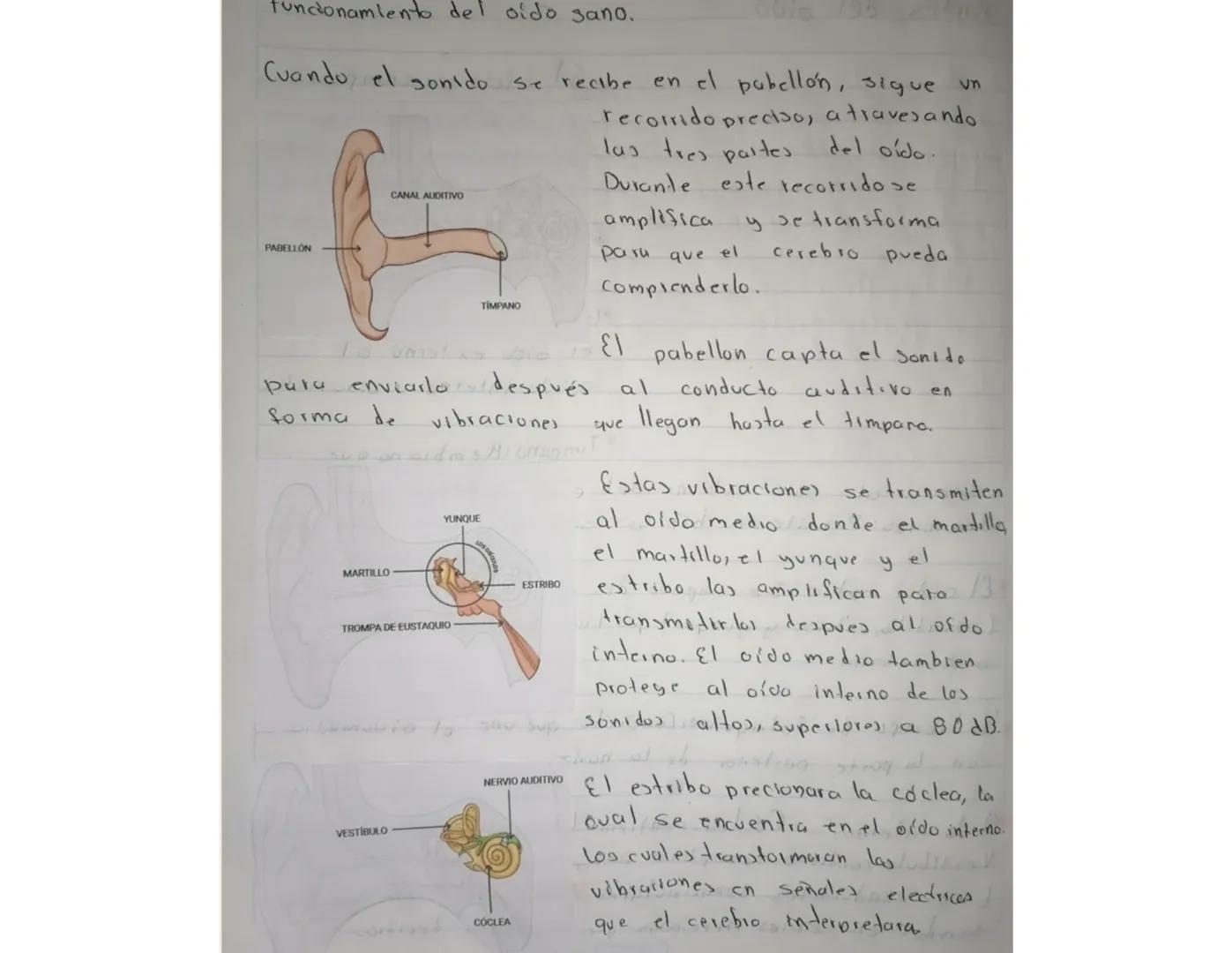 # Partes del oldo.
3 osiculos
MARTILLO
VESTIBULO
YUNQUE
ESTRIBO
NERVIO AUDITIVO
TIMPANO
TROMPA DE EUSTAQUIO
CONDUCTO AUDITIVO
COCLEA
PABELL