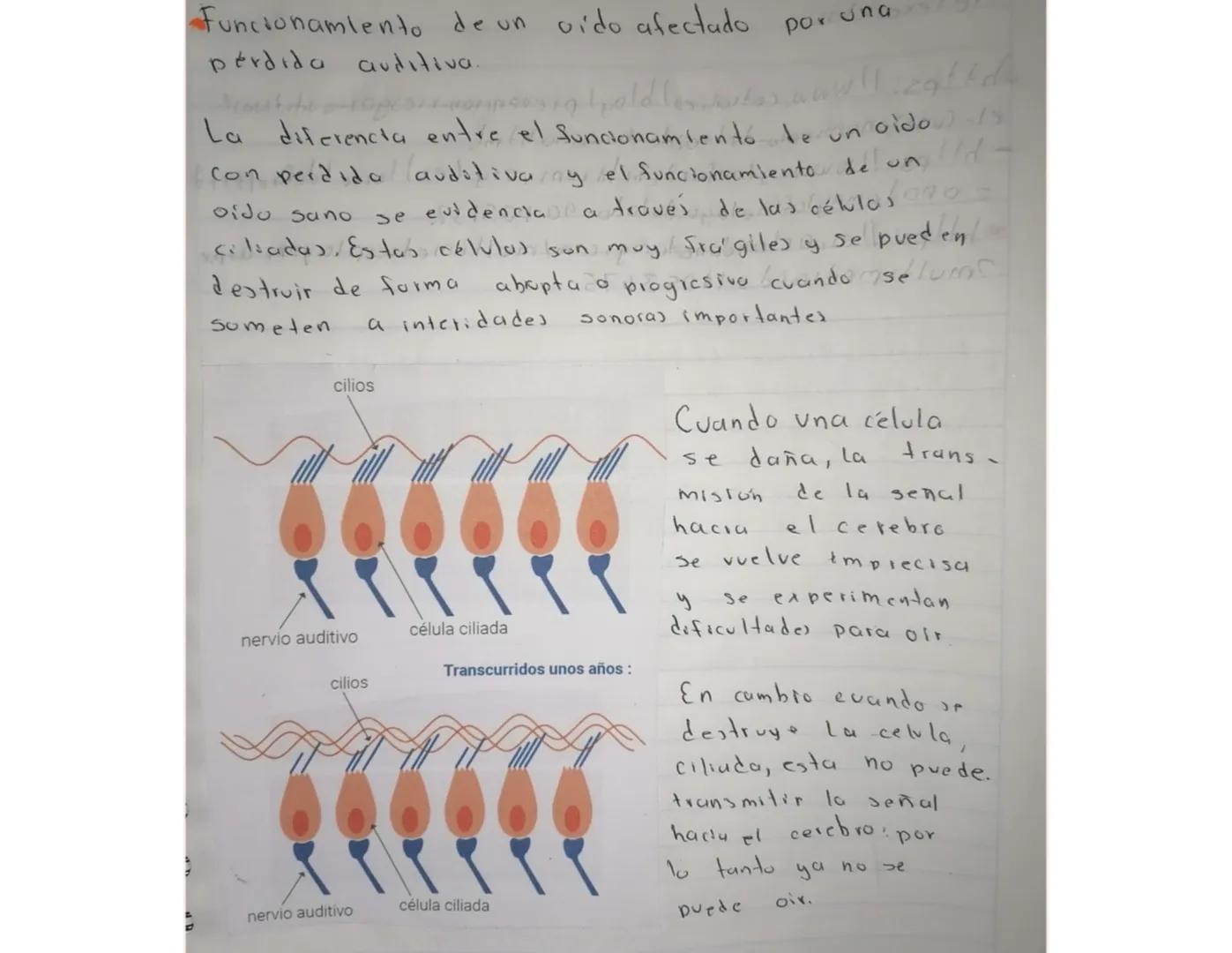 # Partes del oldo.
3 osiculos
MARTILLO
VESTIBULO
YUNQUE
ESTRIBO
NERVIO AUDITIVO
TIMPANO
TROMPA DE EUSTAQUIO
CONDUCTO AUDITIVO
COCLEA
PABELL