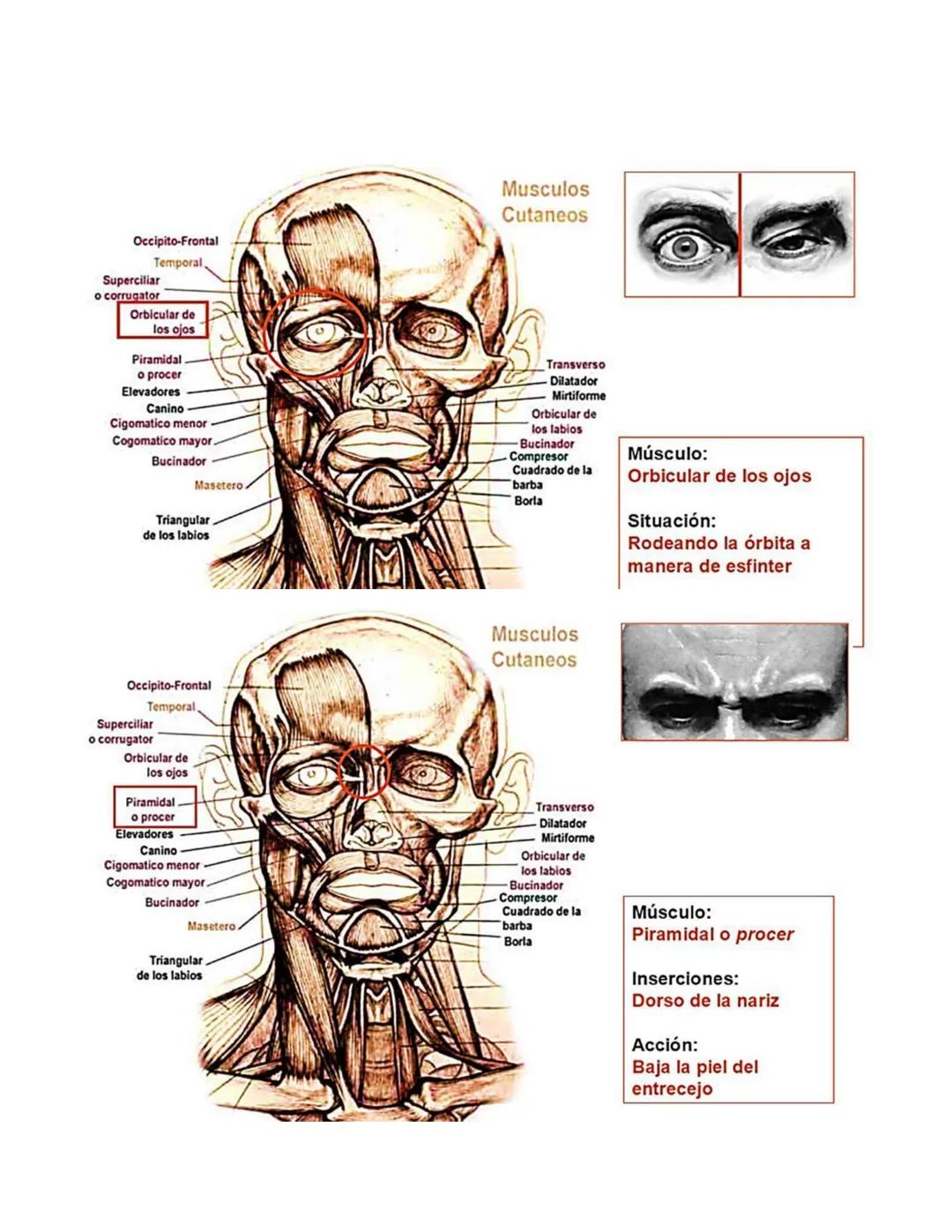 Occipito-Frontal
Temporal,
Superciliar
o corrugator
Orbicular de
los ojos
Piramidal
o procer
Elevadores
Canino
Cigomatico menor
Cogomatico