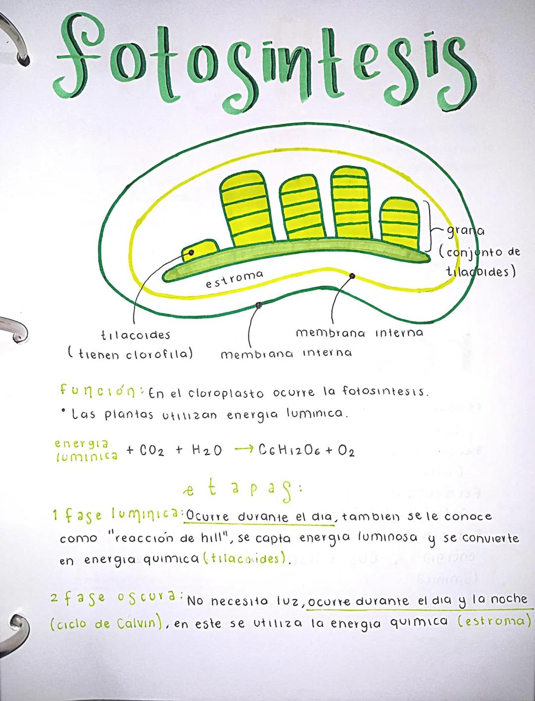 fotosintesis
estroma
tilacoides
( tienen clorofila)
membrana Interna
membrana interna
Función: En el cloroplasto ocurre la fotosintesis.
• L