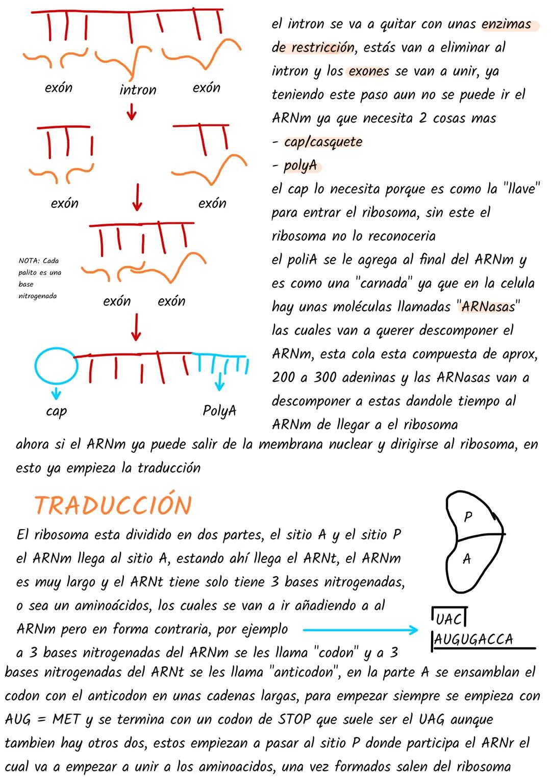 Síntesis de proteina
¿como del ADN se pueden sintetizar proteínas?
- transcripción
traducción
ARNM, ARNt,ARNr
en resumen...
el ADN no puede