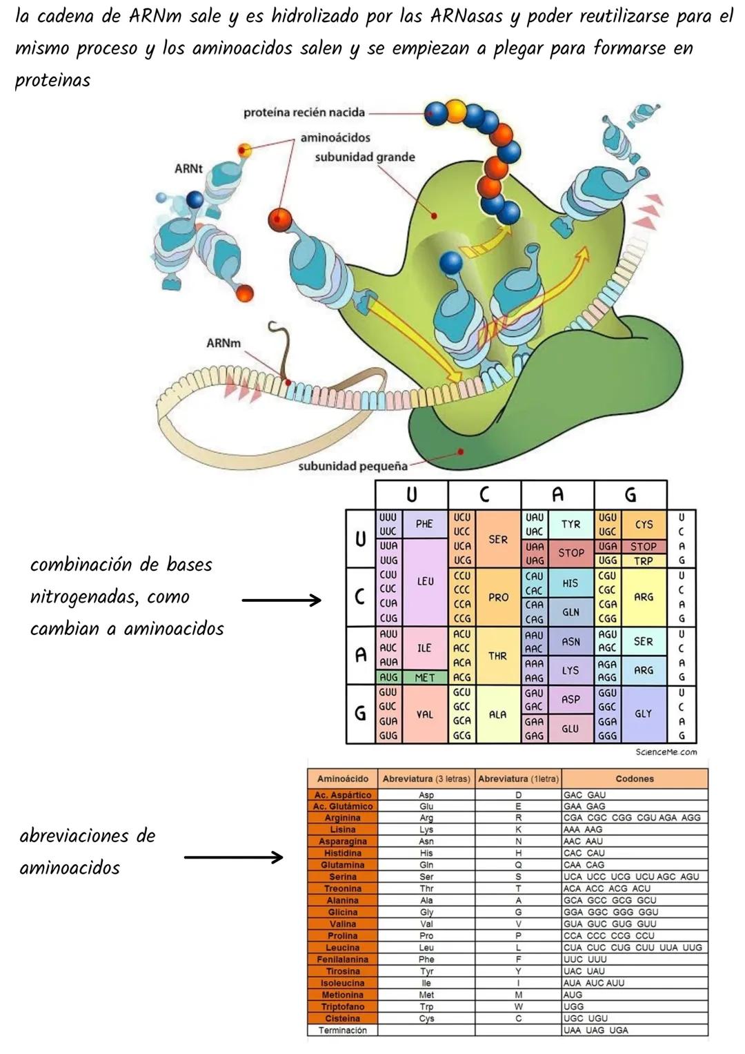 Síntesis de proteina
¿como del ADN se pueden sintetizar proteínas?
- transcripción
traducción
ARNM, ARNt,ARNr
en resumen...
el ADN no puede