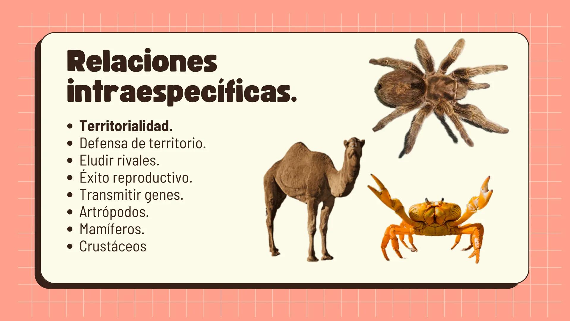 Relaciones
interespecíficas e
intraespecíficas.
Ecosistemas: interacciones, energía y dinámica. Relaciones
ambientales.
Establecidos entre
o