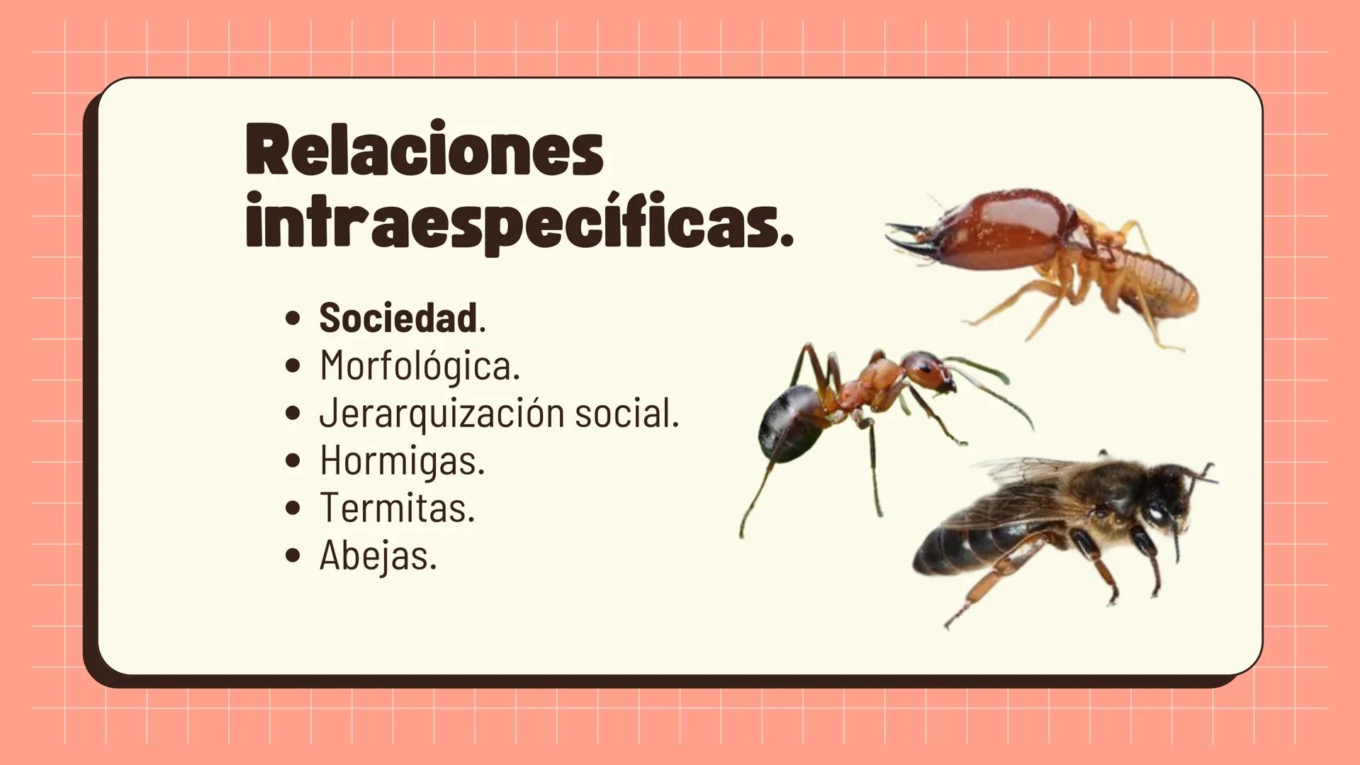 Relaciones
interespecíficas e
intraespecíficas.
Ecosistemas: interacciones, energía y dinámica. Relaciones
ambientales.
Establecidos entre
o