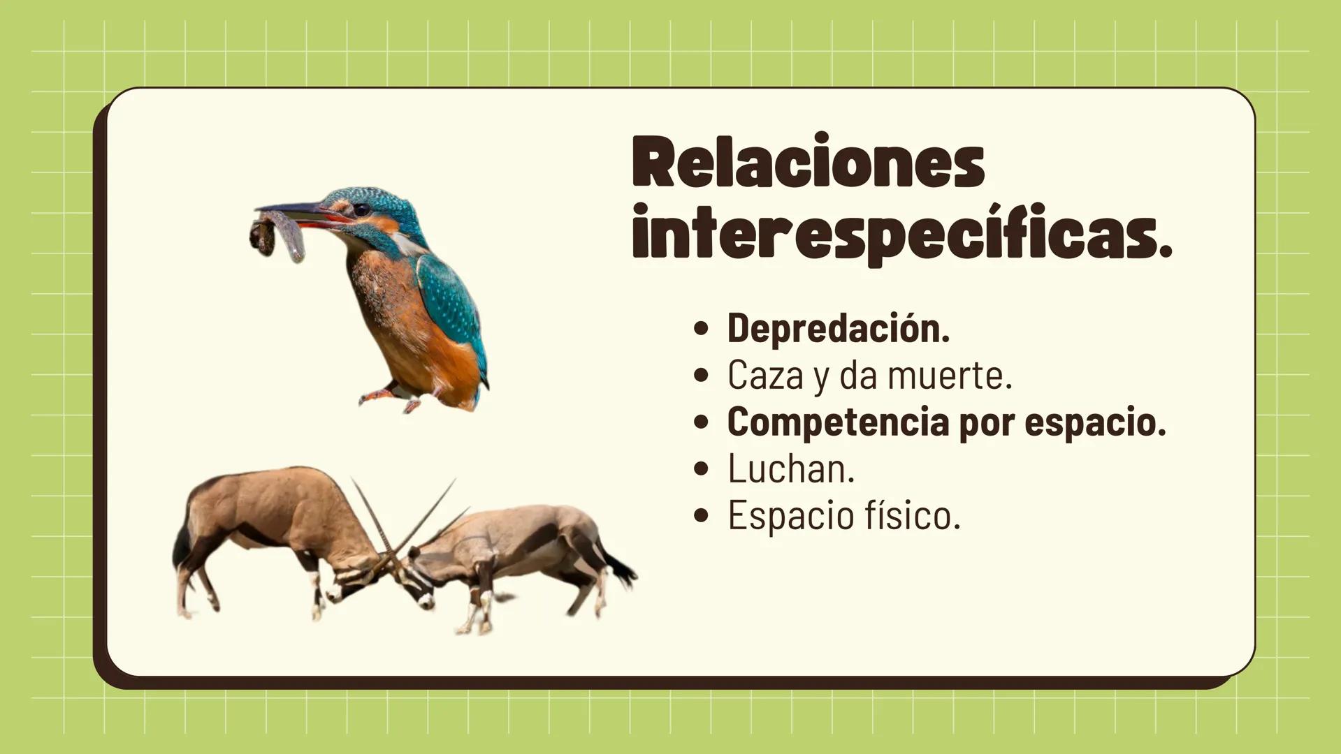 Relaciones
interespecíficas e
intraespecíficas.
Ecosistemas: interacciones, energía y dinámica. Relaciones
ambientales.
Establecidos entre
o