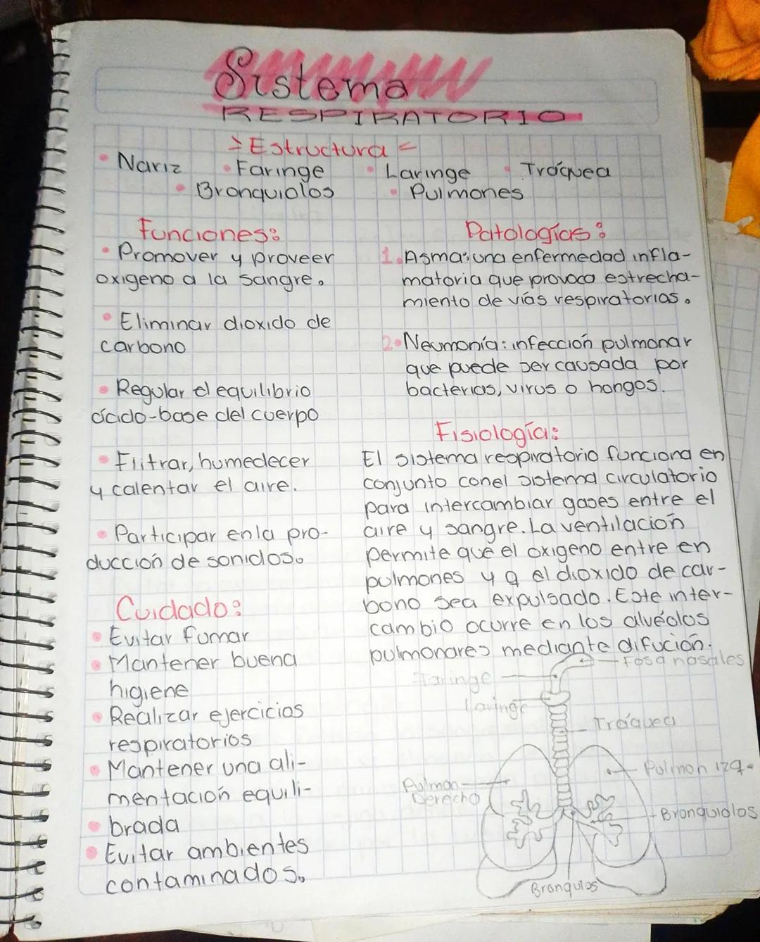 SINKIN
ma
RESPIRATORIO
Nariz
*Estructura -*
*Faringe
*Bronquiolos
*Laringe
*Pulmones
*Tráquea
Funciones:
* Promover y proveer
Oxigeno a la