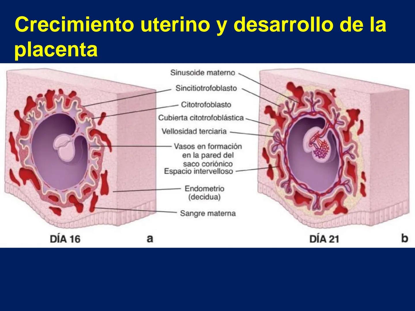UNIVERSIDAD WESTHILL
VESTIGIA NULLA RETRORSUM
Embriología Humana I
Dr. Alejandro Farrera Hdz.
Desarrollo de
Placenta # Estructuras placent