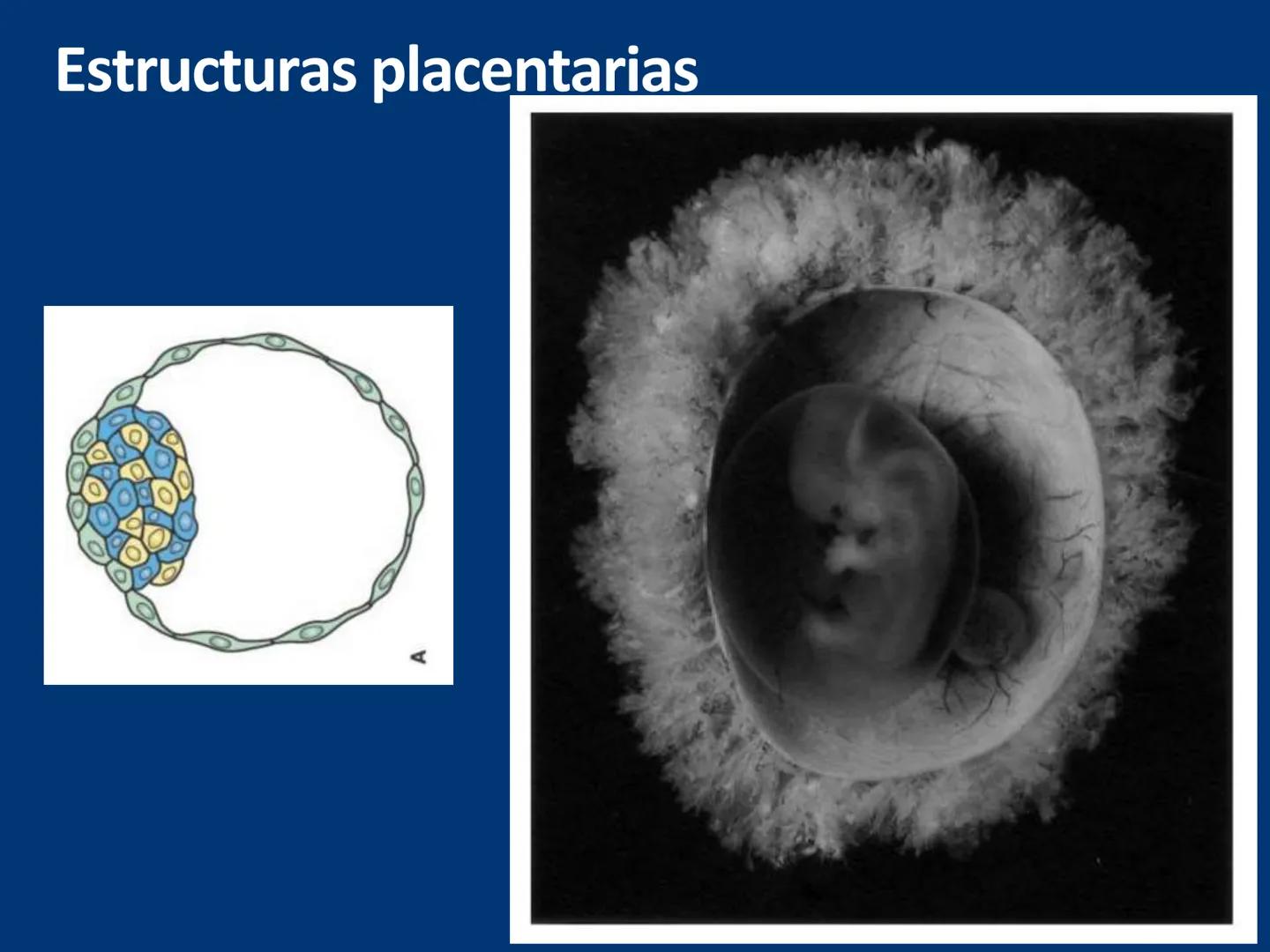 UNIVERSIDAD WESTHILL
VESTIGIA NULLA RETRORSUM
Embriología Humana I
Dr. Alejandro Farrera Hdz.
Desarrollo de
Placenta # Estructuras placent