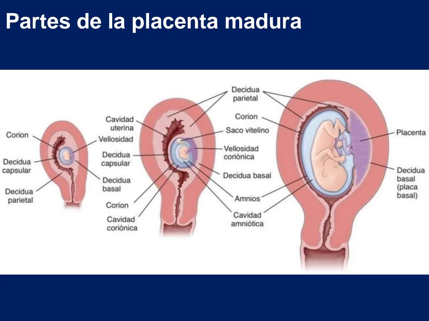UNIVERSIDAD WESTHILL
VESTIGIA NULLA RETRORSUM
Embriología Humana I
Dr. Alejandro Farrera Hdz.
Desarrollo de
Placenta # Estructuras placent