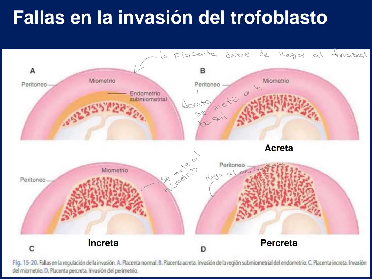 UNIVERSIDAD WESTHILL
VESTIGIA NULLA RETRORSUM
Embriología Humana I
Dr. Alejandro Farrera Hdz.
Desarrollo de
Placenta # Estructuras placent