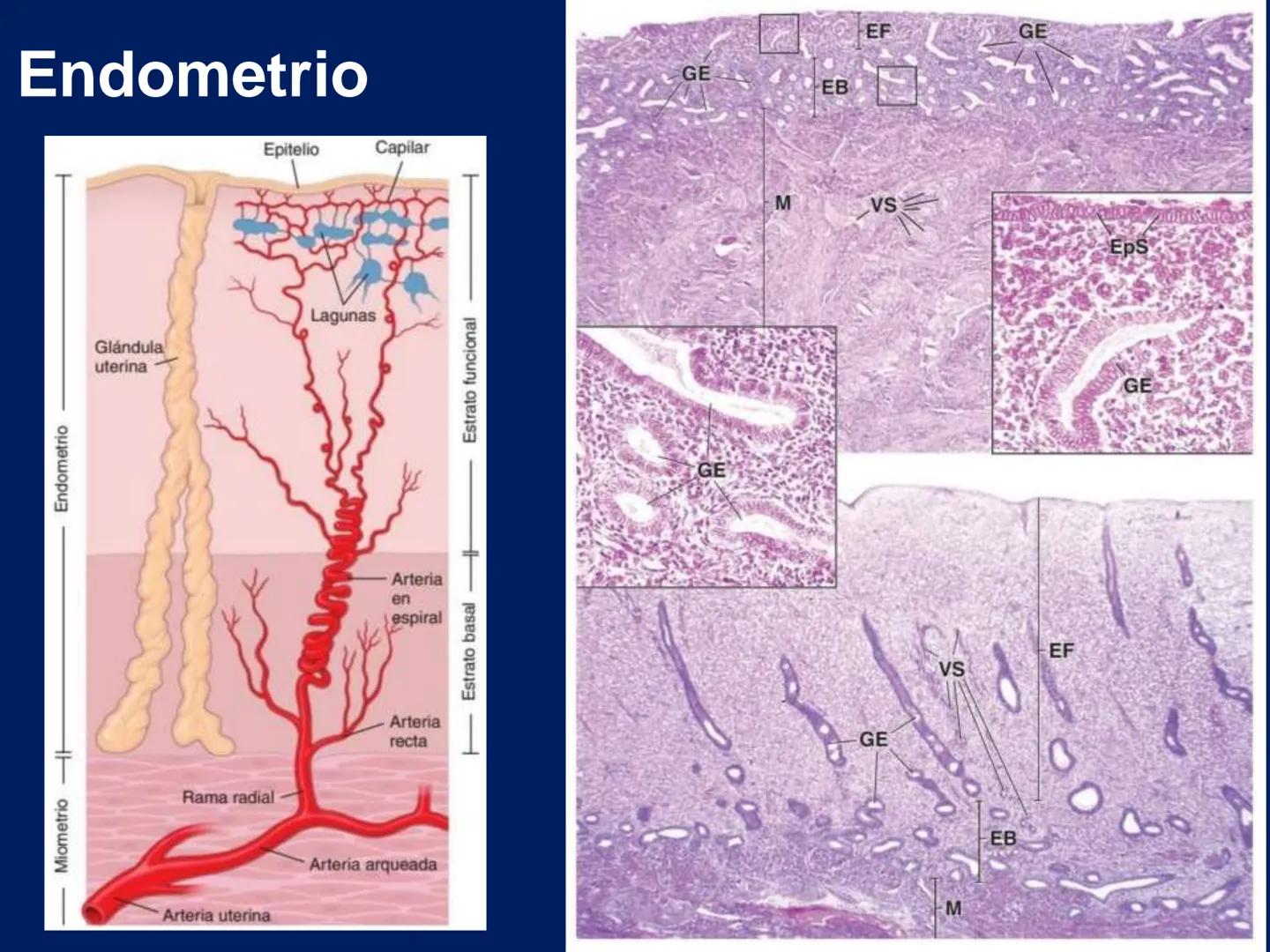UNIVERSIDAD WESTHILL
VESTIGIA NULLA RETRORSUM
Embriología Humana I
Dr. Alejandro Farrera Hdz.
Desarrollo de
Placenta # Estructuras placent