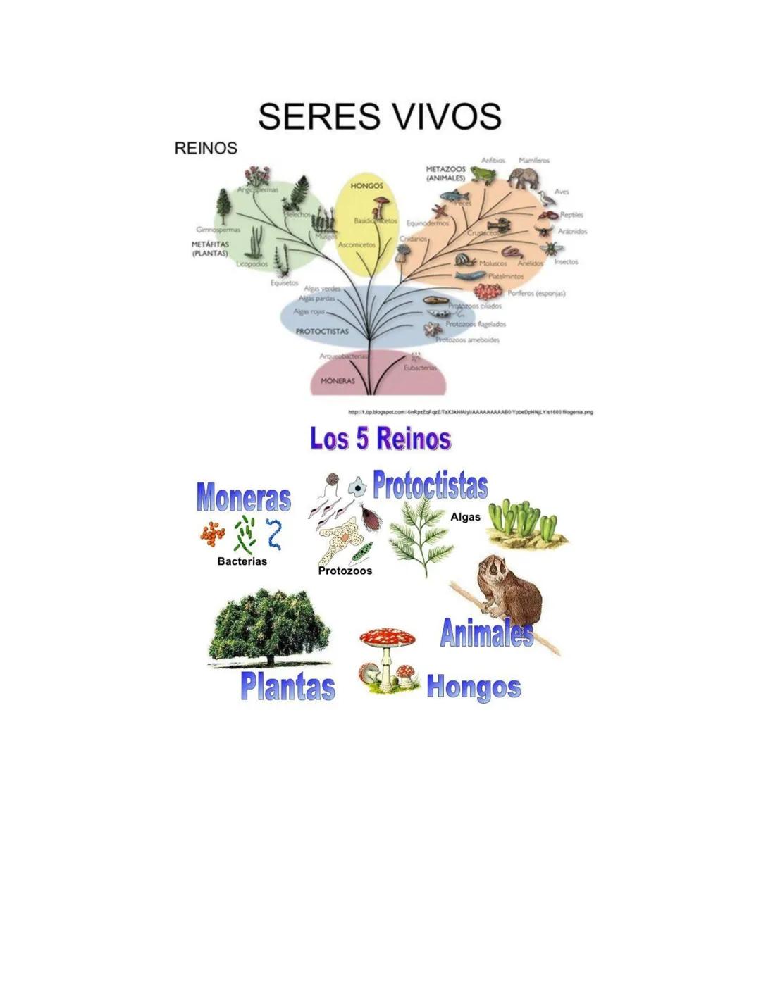 # Células procariotas y eucariotas.
Una célula eucariota es un tipo de célula cuyo núcleo está definido y delimitado por una
membrana nucle