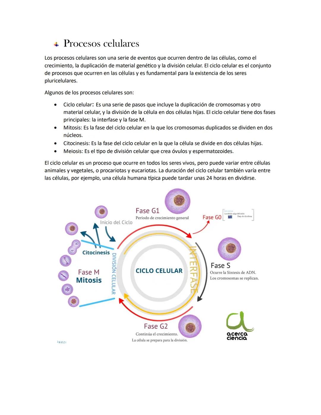 # Células procariotas y eucariotas.
Una célula eucariota es un tipo de célula cuyo núcleo está definido y delimitado por una
membrana nucle