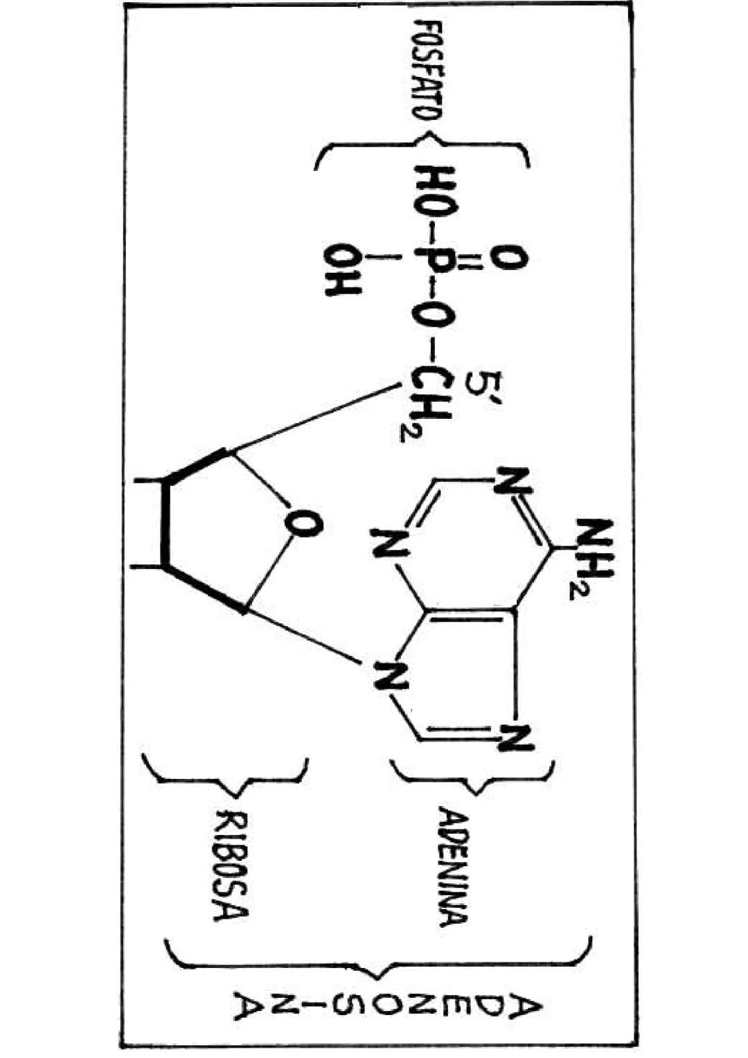 MINISTERIO DE EDUCACIÓN
DINFOCAD/UCAD
DINESST/UDCREES
PLANCAD
SECUNDARIA 2000
CIENCIA, TECNOLOGÍA
Y AMBIENTE
Fascículo Autoinstructivo