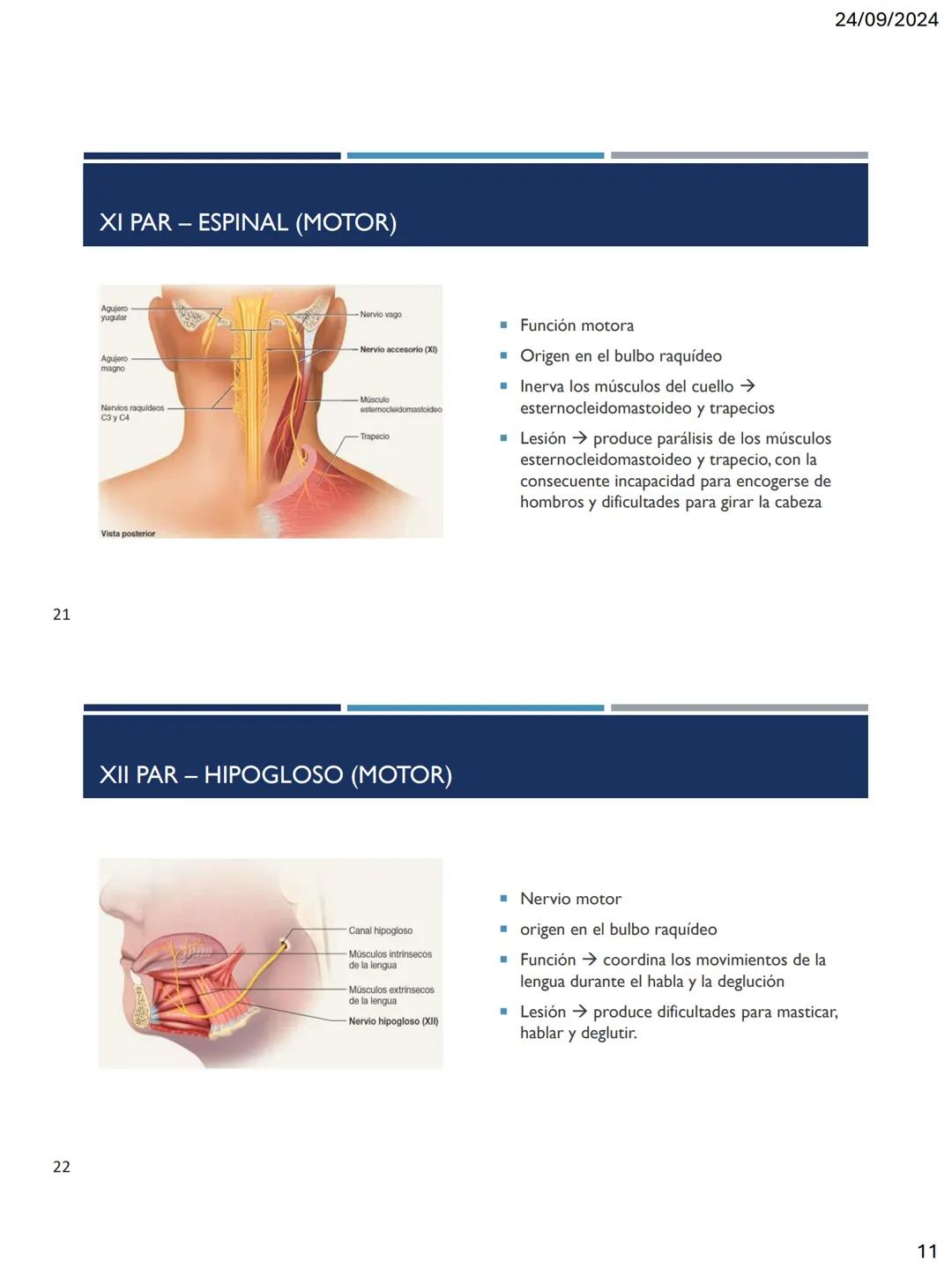 24/09/2024
LOS 12 PARES DE
NERVIOS CRANEALES
DR. ROBERTO RAMIREZ AVILA
1
NERVIOS CRANEALES
NERVIOS CRANEALES I - XII
Offatorio (1)
Ocu