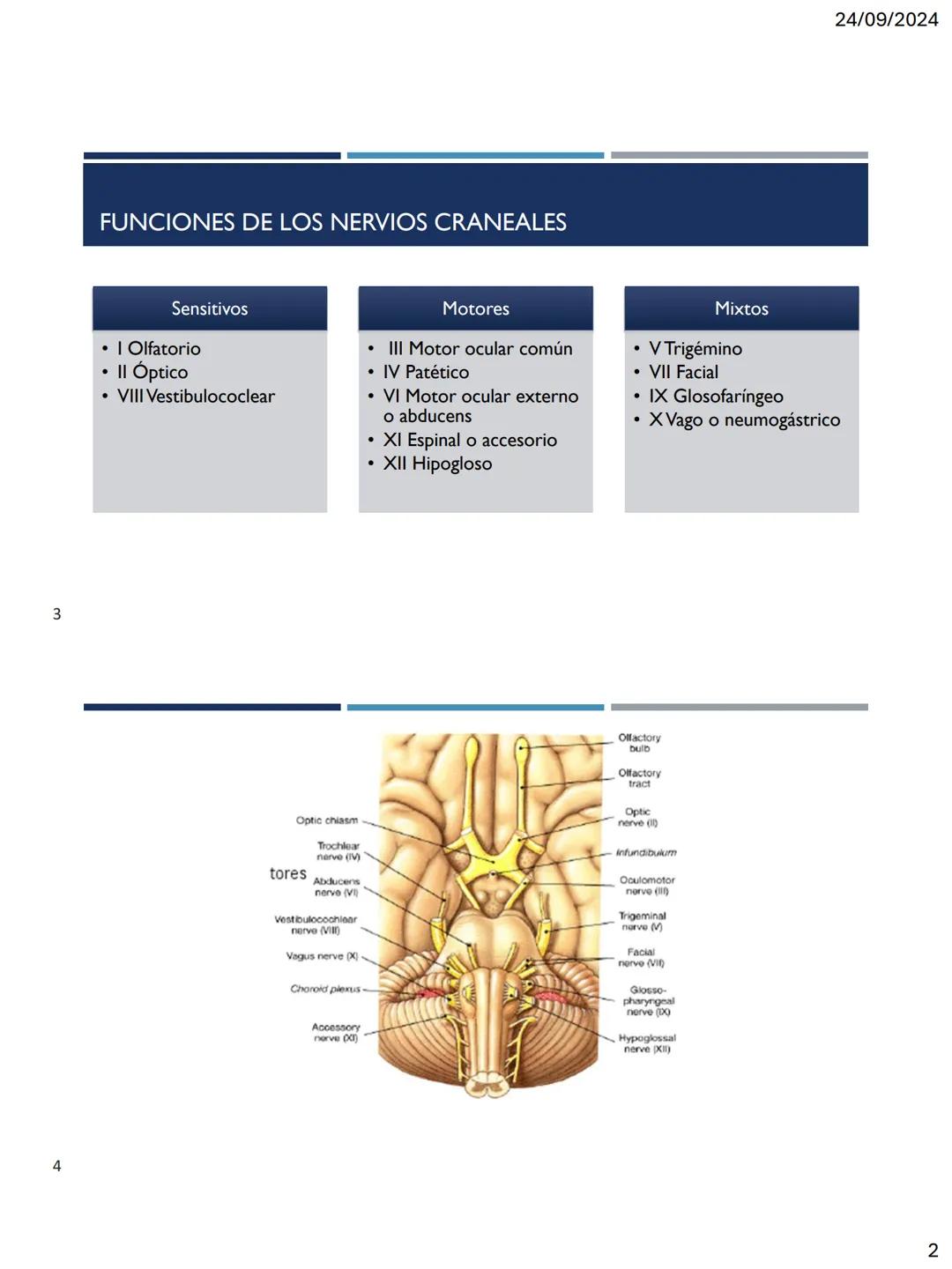 24/09/2024
LOS 12 PARES DE
NERVIOS CRANEALES
DR. ROBERTO RAMIREZ AVILA
1
NERVIOS CRANEALES
NERVIOS CRANEALES I - XII
Offatorio (1)
Ocu