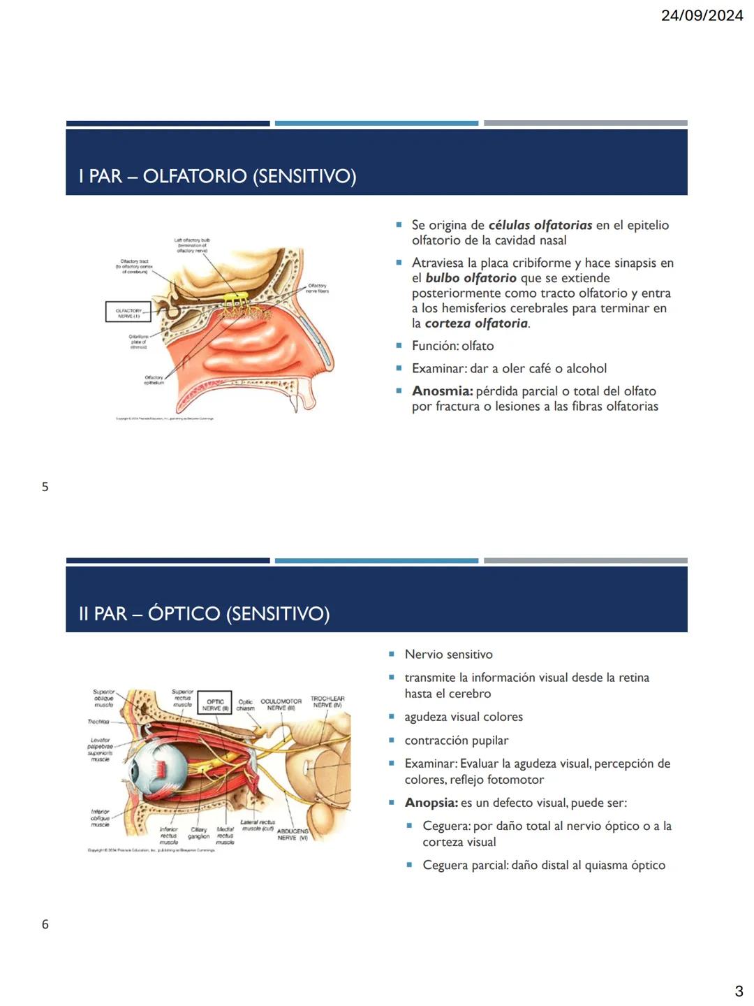 24/09/2024
LOS 12 PARES DE
NERVIOS CRANEALES
DR. ROBERTO RAMIREZ AVILA
1
NERVIOS CRANEALES
NERVIOS CRANEALES I - XII
Offatorio (1)
Ocu
