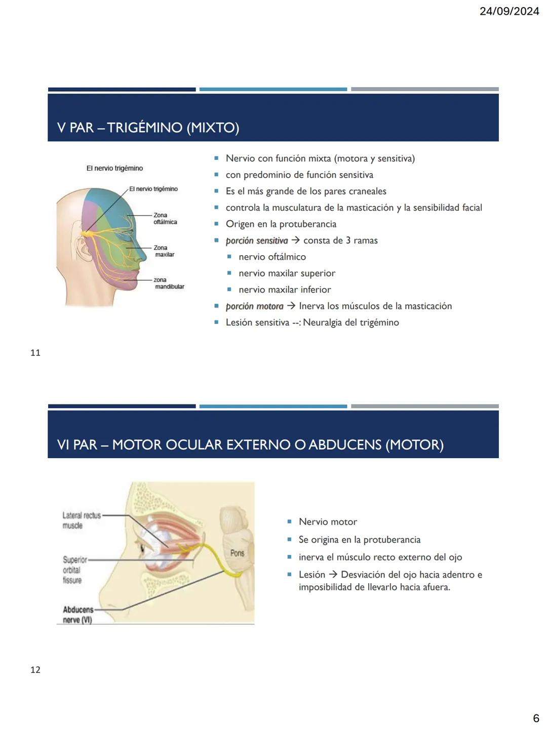 24/09/2024
LOS 12 PARES DE
NERVIOS CRANEALES
DR. ROBERTO RAMIREZ AVILA
1
NERVIOS CRANEALES
NERVIOS CRANEALES I - XII
Offatorio (1)
Ocu