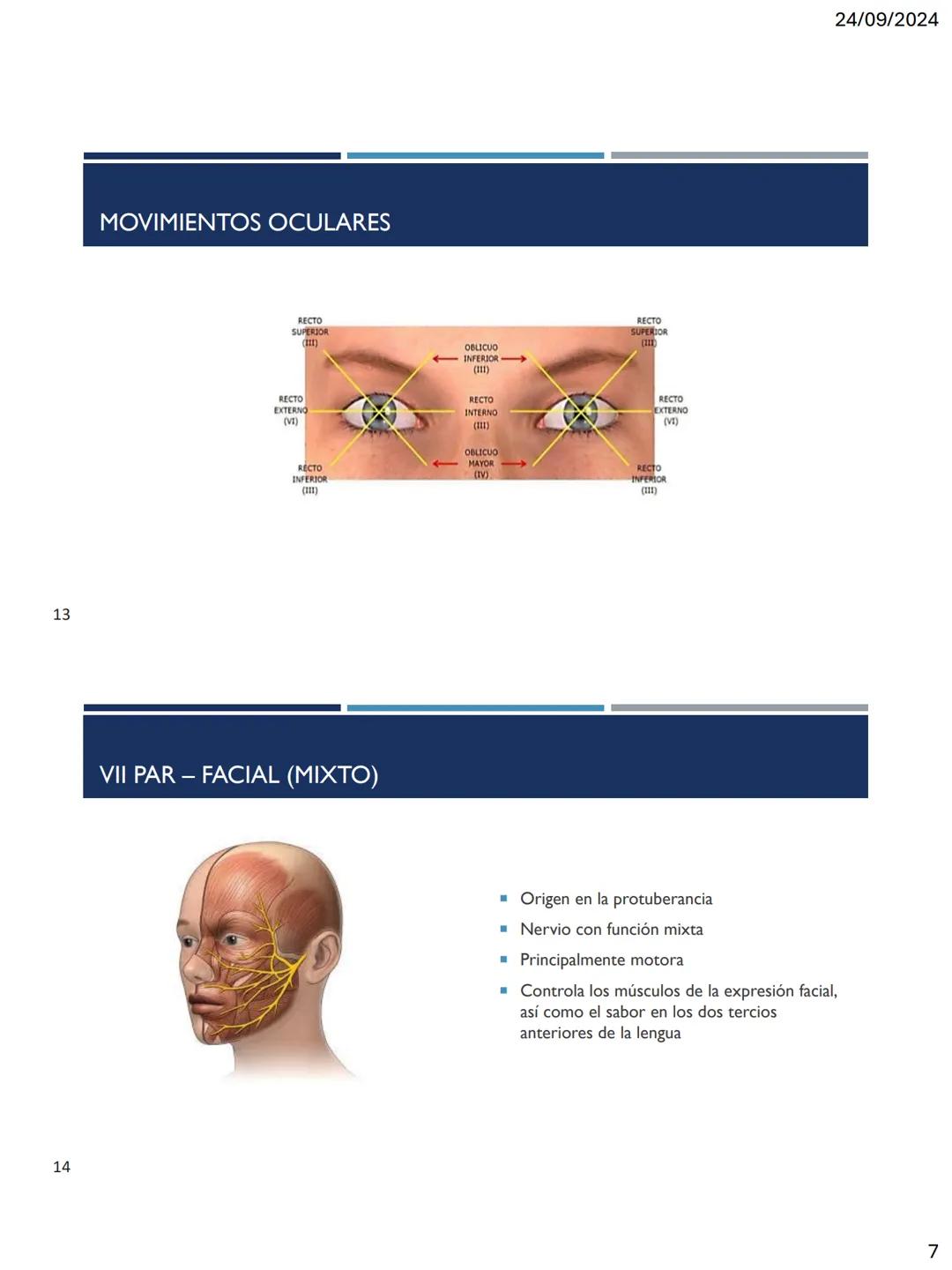 24/09/2024
LOS 12 PARES DE
NERVIOS CRANEALES
DR. ROBERTO RAMIREZ AVILA
1
NERVIOS CRANEALES
NERVIOS CRANEALES I - XII
Offatorio (1)
Ocu