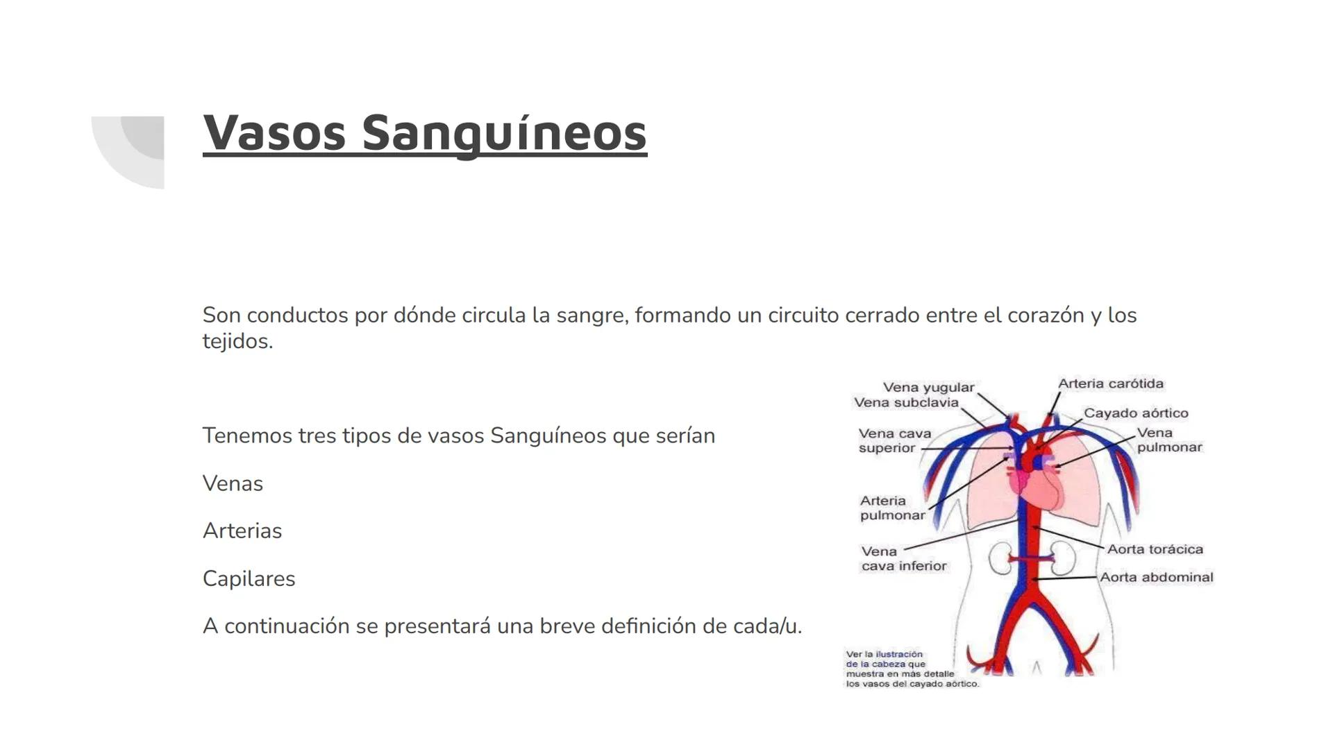 # Vasos Sanguíneos
$
\bigvee
$
Sistema linfático
Raymundo Felix Ortiz # Vasos Sanguíneos
Son conductos por dónde circula la sangre, form