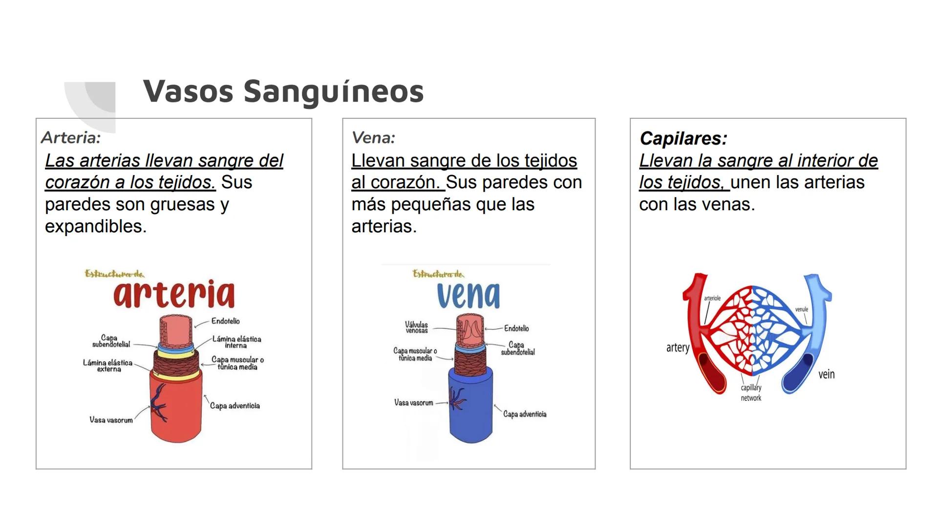 # Vasos Sanguíneos
$
\bigvee
$
Sistema linfático
Raymundo Felix Ortiz # Vasos Sanguíneos
Son conductos por dónde circula la sangre, form