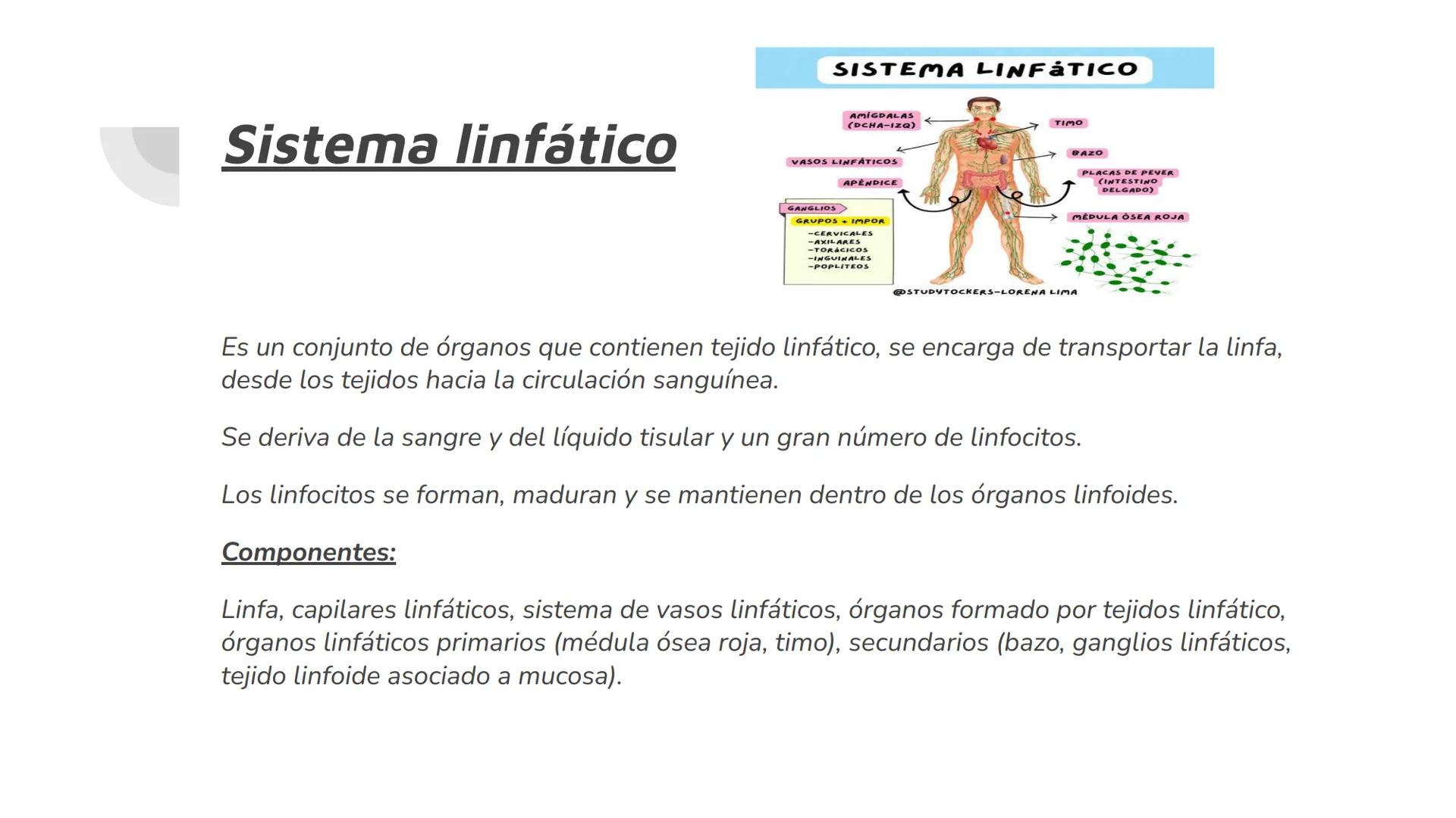 # Vasos Sanguíneos
$
\bigvee
$
Sistema linfático
Raymundo Felix Ortiz # Vasos Sanguíneos
Son conductos por dónde circula la sangre, form