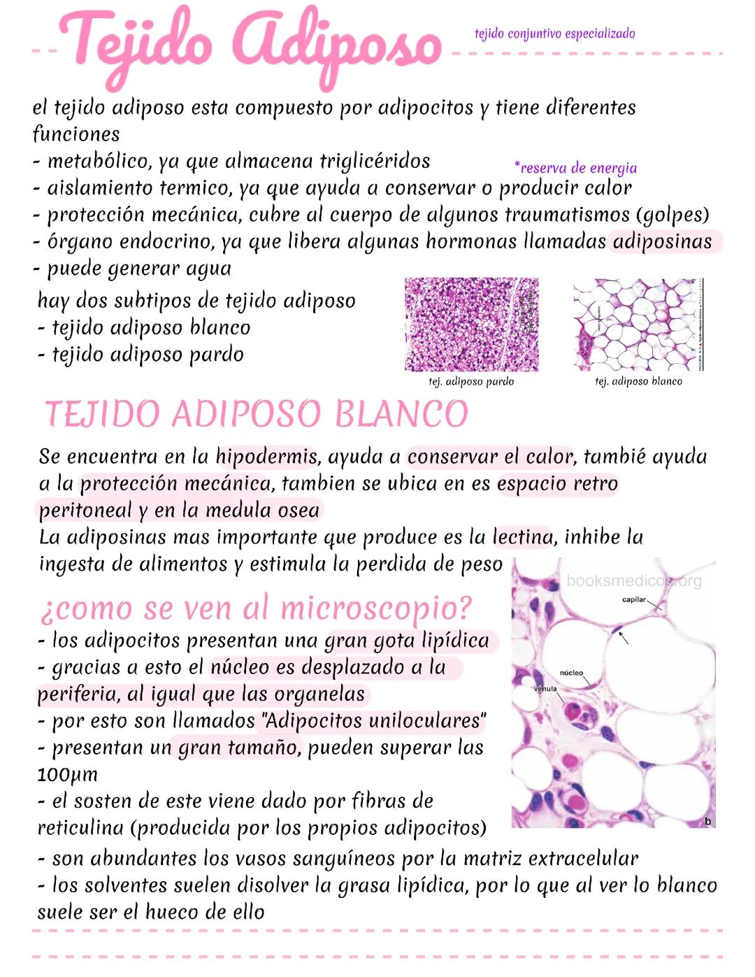 Todo sobre tejido adiposo, parte 1, histología