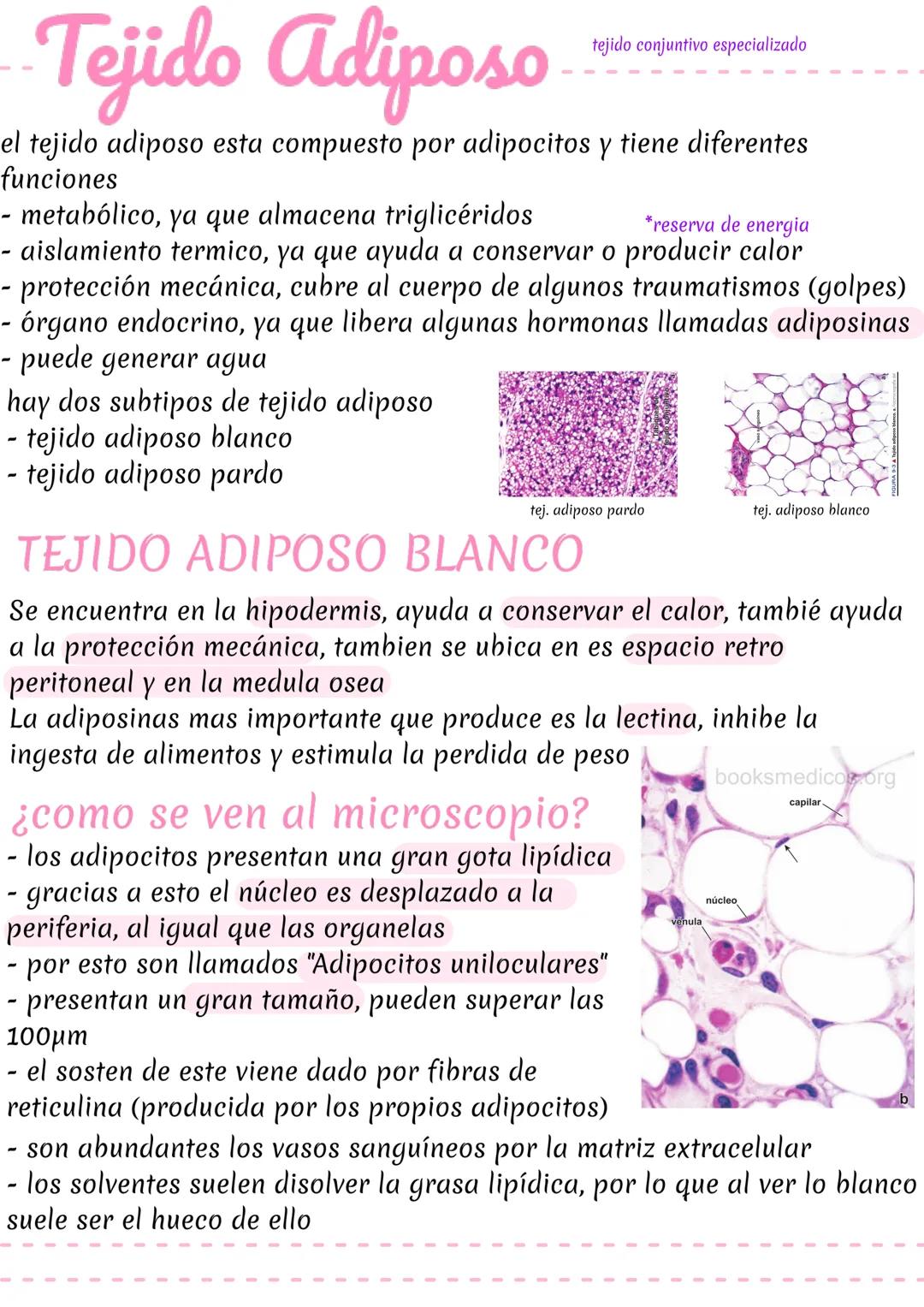Tejido Adiposo
tejido conjuntivo especializado
el tejido adiposo esta compuesto por adipocitos y tiene diferentes
funciones
- metabólico, ya