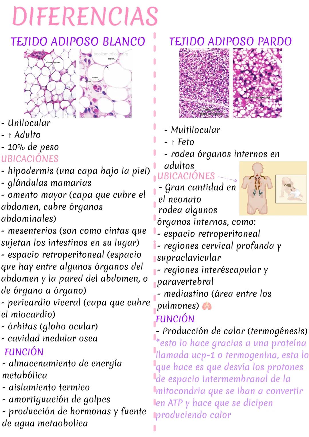 # DIFERENCIAS
TEJIDO ADIPOSO BLANCO
TEJIDO ADIPOSO PARDO
- Unilocular
- ↑ Adulto
- 10% de peso
UBICACIONES
- hipodermis (una capa bajo la p