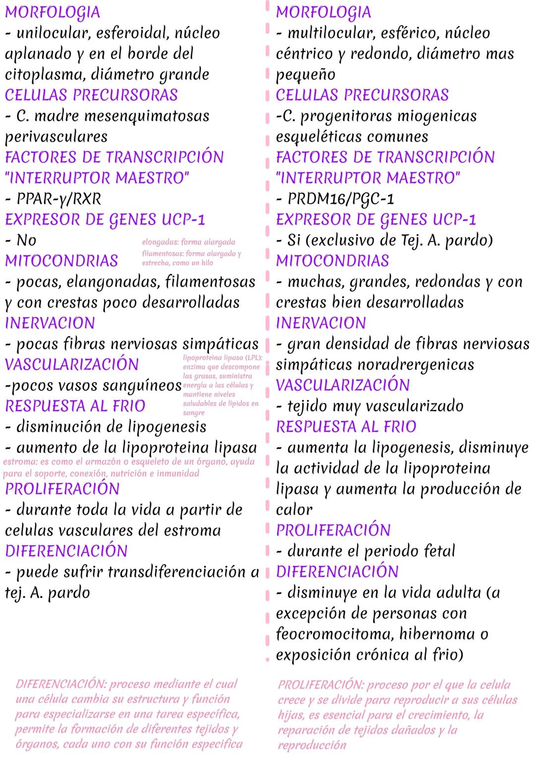 # DIFERENCIAS
TEJIDO ADIPOSO BLANCO
TEJIDO ADIPOSO PARDO
- Unilocular
- ↑ Adulto
- 10% de peso
UBICACIONES
- hipodermis (una capa bajo la p