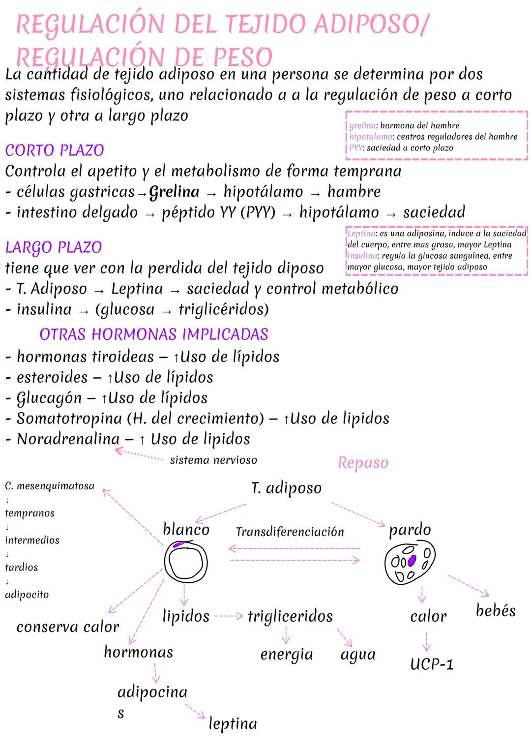 # DIFERENCIAS
TEJIDO ADIPOSO BLANCO
TEJIDO ADIPOSO PARDO
- Unilocular
- ↑ Adulto
- 10% de peso
UBICACIONES
- hipodermis (una capa bajo la p