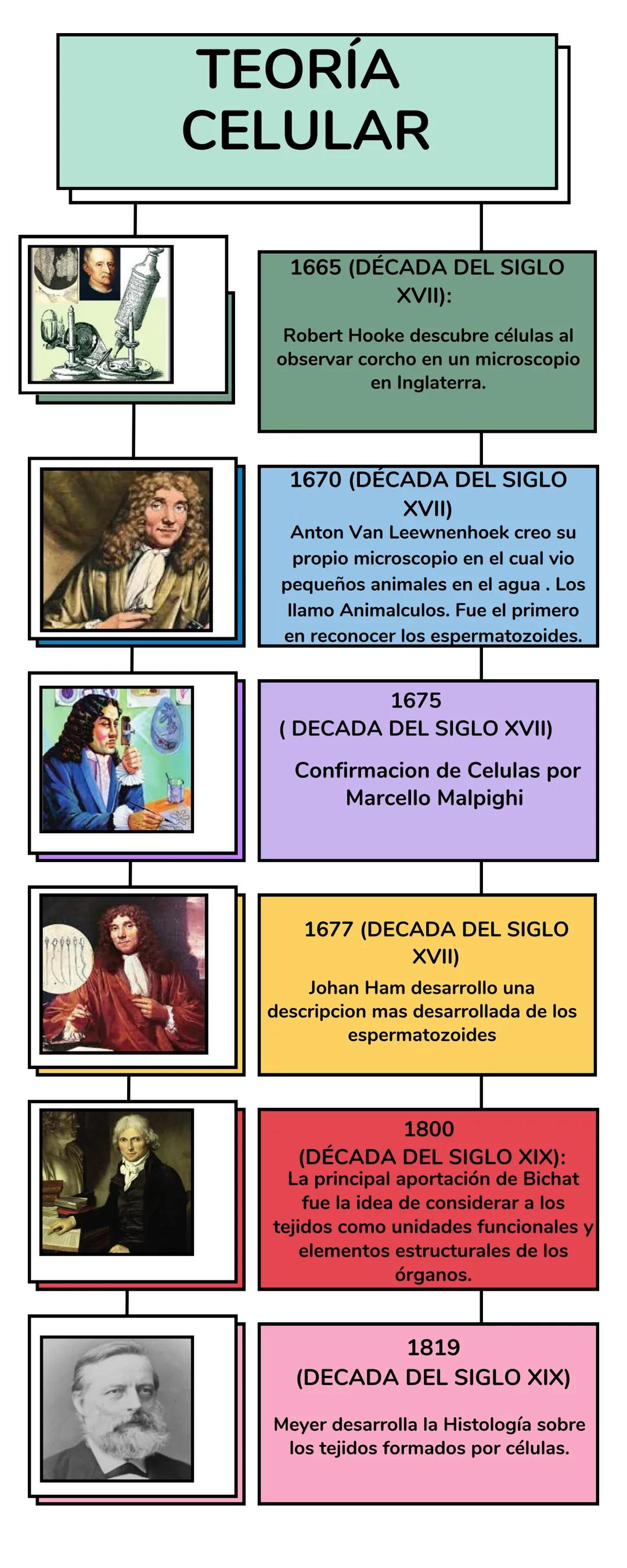 Teoría Celular
Linea del Tiempo # TEORÍA
CELULAR
1665 (DÉCADA DEL SIGLO
XVII):
Robert Hooke descubre células al
observar corcho en un micro