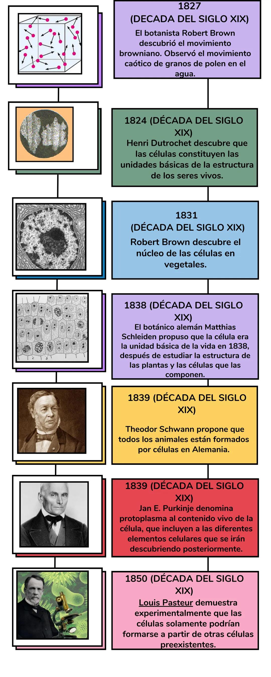 Teoría Celular
Linea del Tiempo # TEORÍA
CELULAR
1665 (DÉCADA DEL SIGLO
XVII):
Robert Hooke descubre células al
observar corcho en un micro