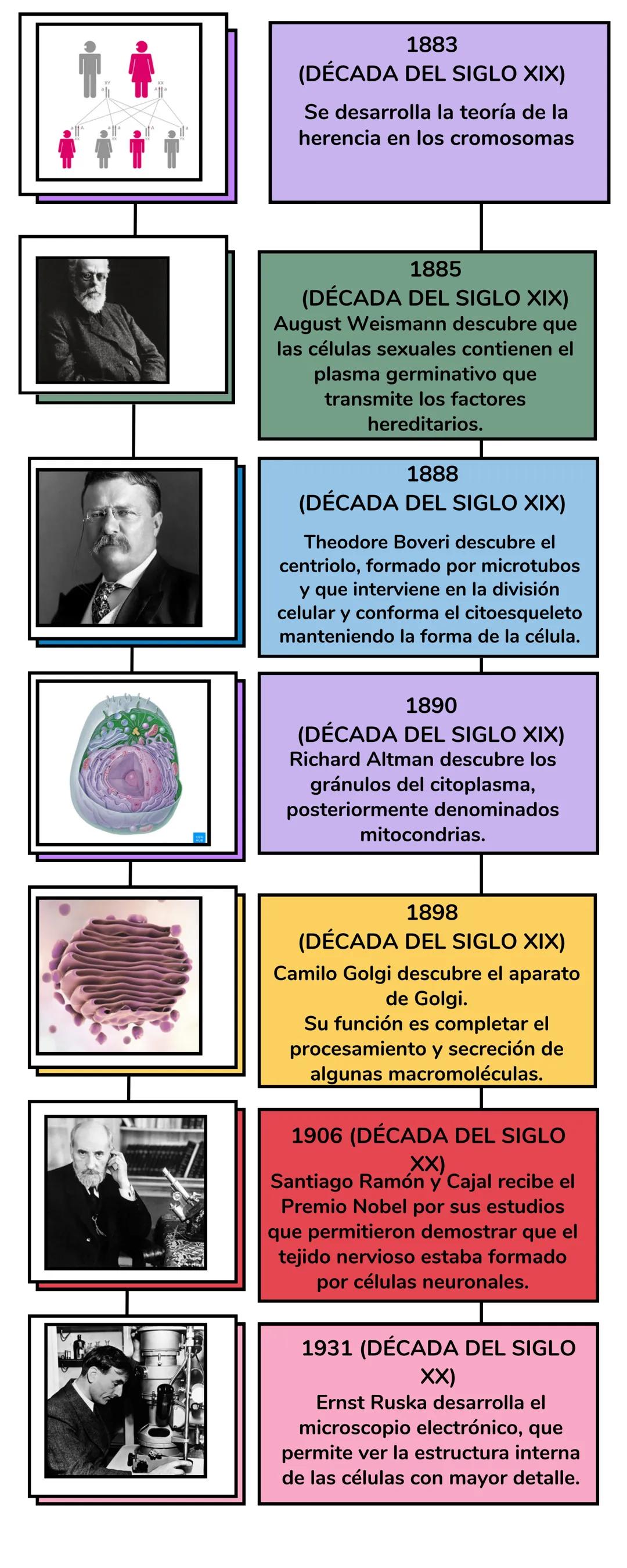 Teoría Celular
Linea del Tiempo # TEORÍA
CELULAR
1665 (DÉCADA DEL SIGLO
XVII):
Robert Hooke descubre células al
observar corcho en un micro