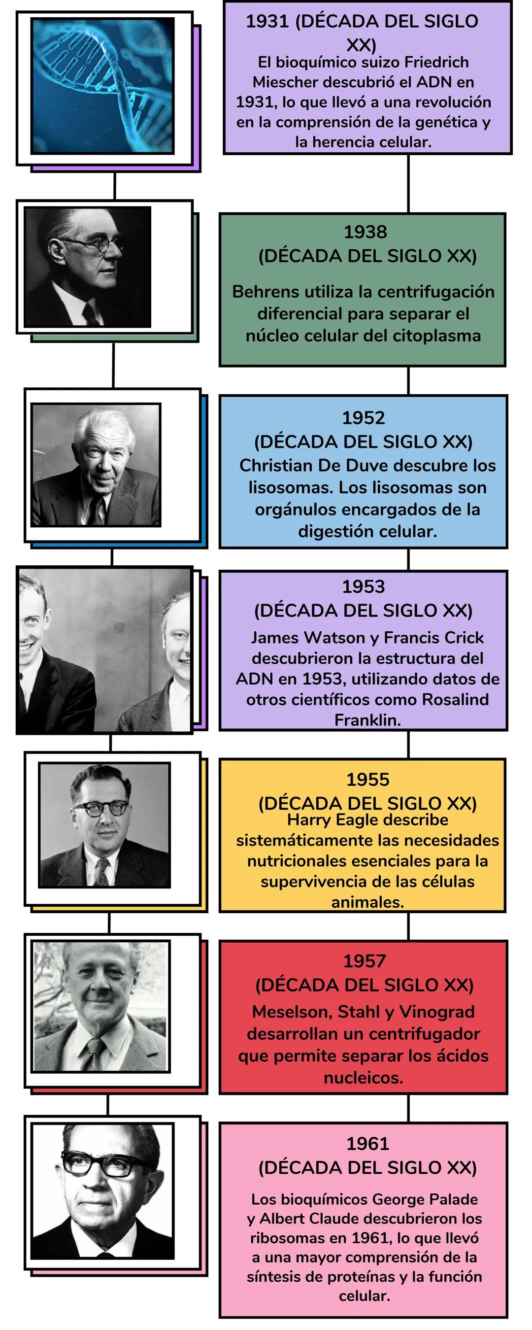 Teoría Celular
Linea del Tiempo # TEORÍA
CELULAR
1665 (DÉCADA DEL SIGLO
XVII):
Robert Hooke descubre células al
observar corcho en un micro