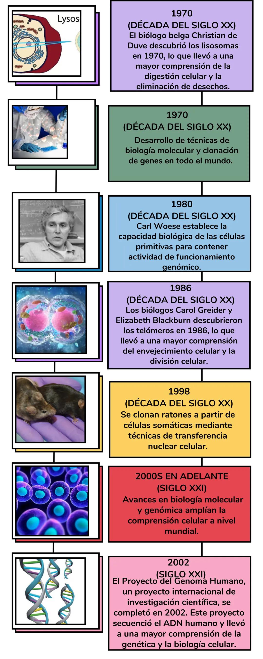 Teoría Celular
Linea del Tiempo # TEORÍA
CELULAR
1665 (DÉCADA DEL SIGLO
XVII):
Robert Hooke descubre células al
observar corcho en un micro
