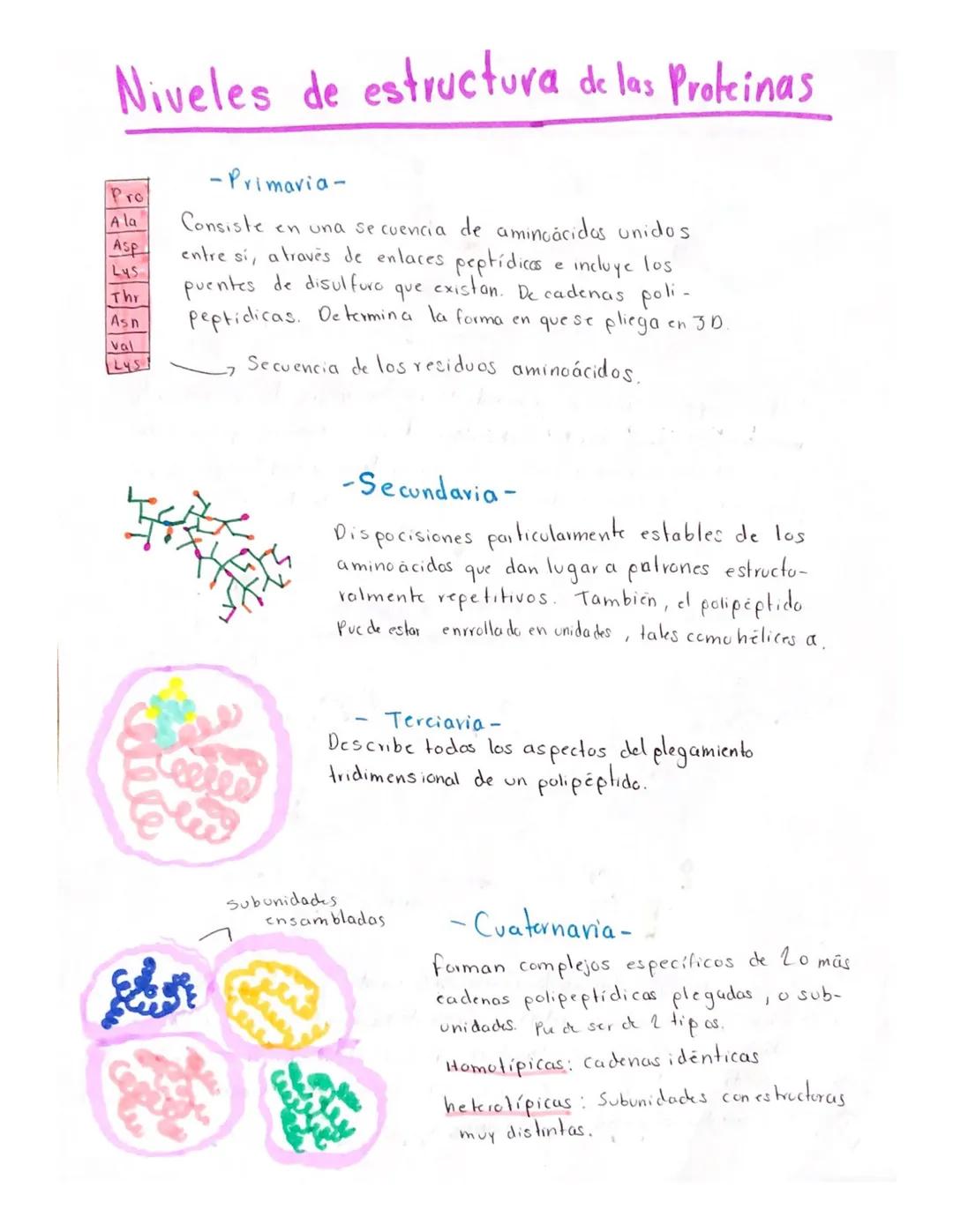 # Niveles de estructura de las Proteinas
Pro
A la
Asp
Lys
Thr
Asn
Val
Lys
-Primaria-
Consiste en una se cuencia de aminoácidos unidos
entre
