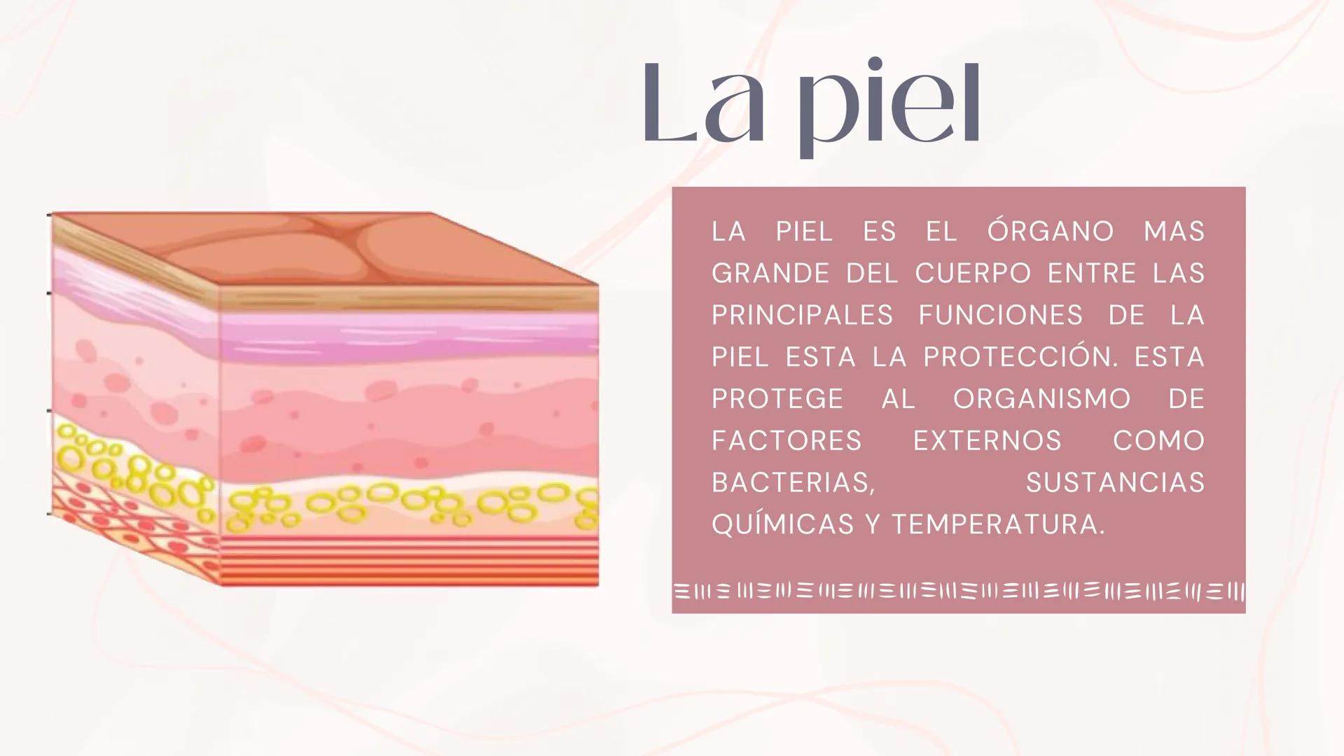 # Anatomia de la
piel
MONICA DOMINGUEZ # La piel
LA PIEL ES EL ÓRGANO MAS
GRANDE DEL CUERPO ENTRE LAS
PRINCIPALES FUNCIONES DE LA
PIEL EST