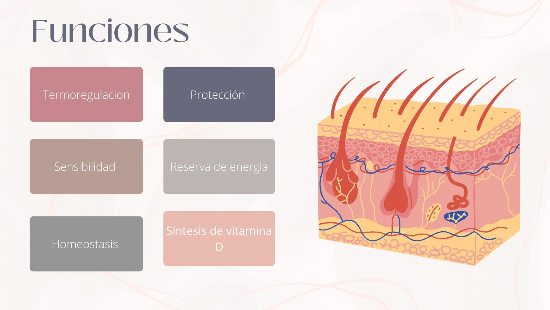 # Anatomia de la
piel
MONICA DOMINGUEZ # La piel
LA PIEL ES EL ÓRGANO MAS
GRANDE DEL CUERPO ENTRE LAS
PRINCIPALES FUNCIONES DE LA
PIEL EST