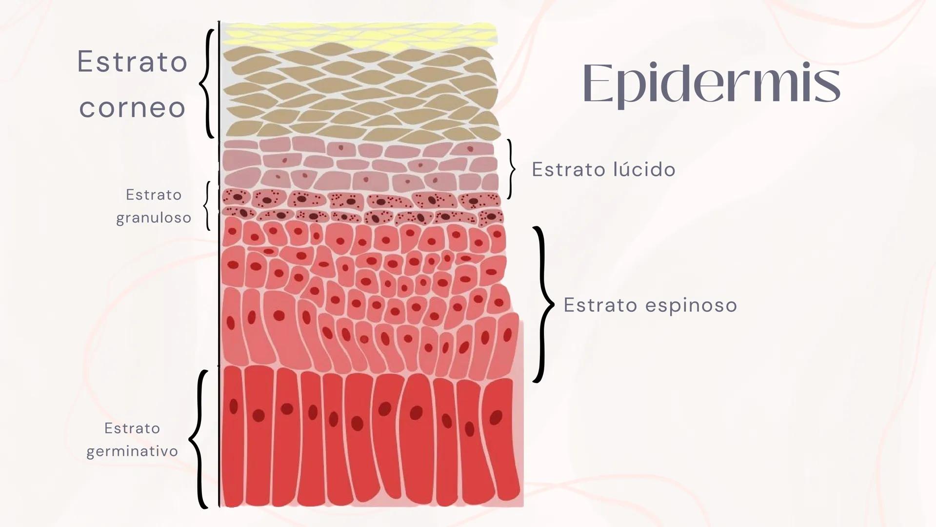 # Anatomia de la
piel
MONICA DOMINGUEZ # La piel
LA PIEL ES EL ÓRGANO MAS
GRANDE DEL CUERPO ENTRE LAS
PRINCIPALES FUNCIONES DE LA
PIEL EST