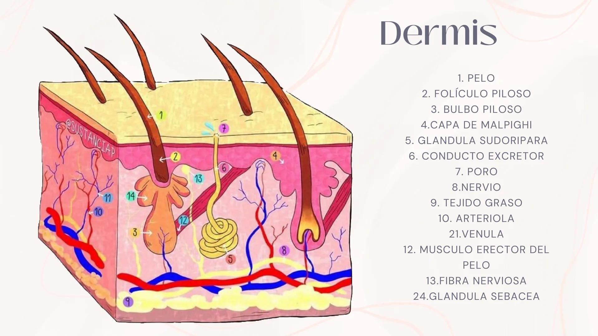 # Anatomia de la
piel
MONICA DOMINGUEZ # La piel
LA PIEL ES EL ÓRGANO MAS
GRANDE DEL CUERPO ENTRE LAS
PRINCIPALES FUNCIONES DE LA
PIEL EST