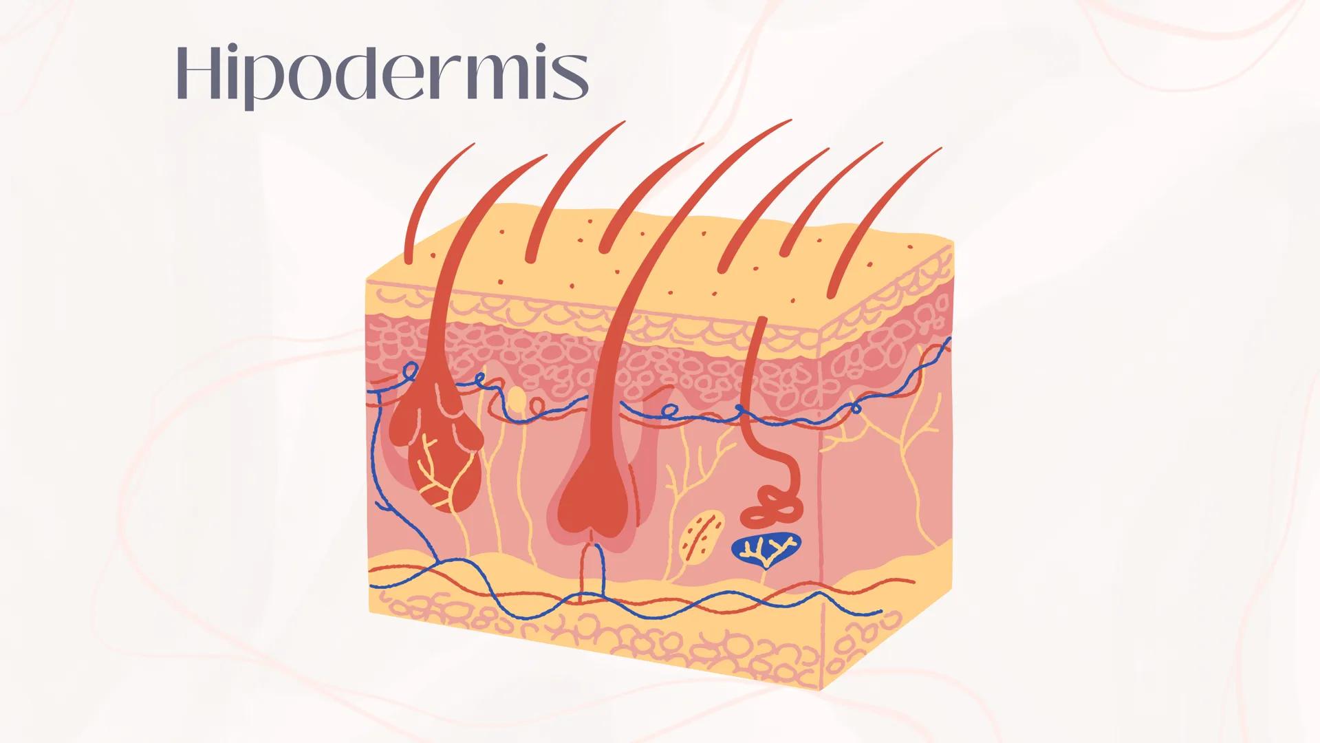 # Anatomia de la
piel
MONICA DOMINGUEZ # La piel
LA PIEL ES EL ÓRGANO MAS
GRANDE DEL CUERPO ENTRE LAS
PRINCIPALES FUNCIONES DE LA
PIEL EST