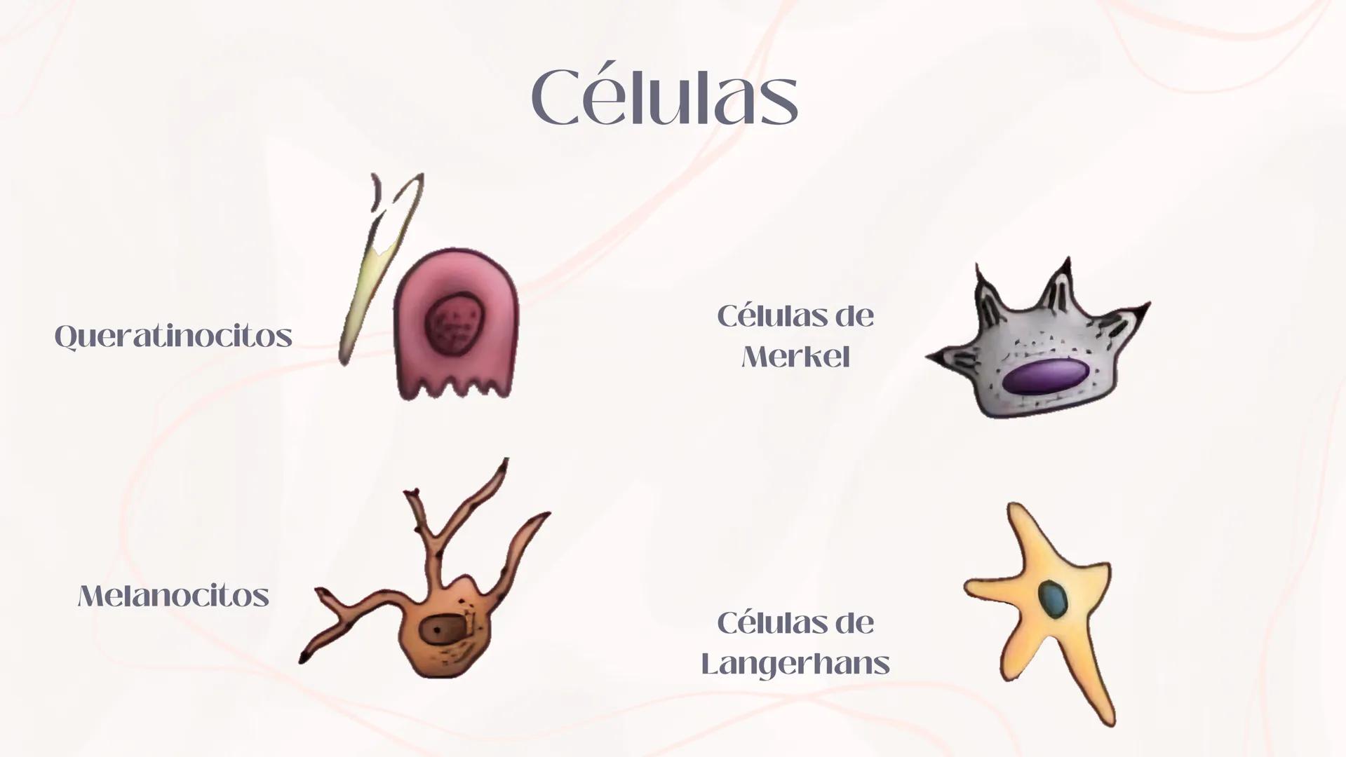 # Anatomia de la
piel
MONICA DOMINGUEZ # La piel
LA PIEL ES EL ÓRGANO MAS
GRANDE DEL CUERPO ENTRE LAS
PRINCIPALES FUNCIONES DE LA
PIEL EST