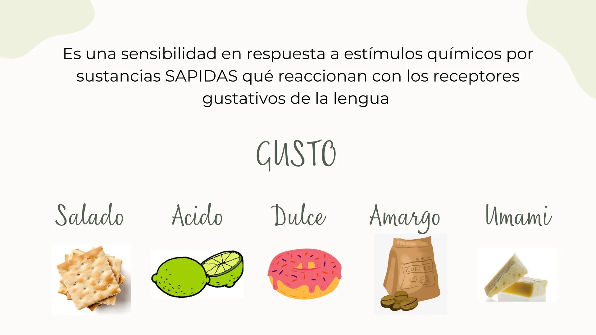 (
SENTIDO DE EL
Gusto Es una sensibilidad en respuesta a estímulos químicos por
sustancias SAPIDAS qué reaccionan con los receptores
gustati