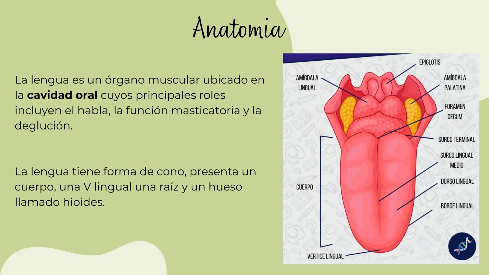 (
SENTIDO DE EL
Gusto Es una sensibilidad en respuesta a estímulos químicos por
sustancias SAPIDAS qué reaccionan con los receptores
gustati