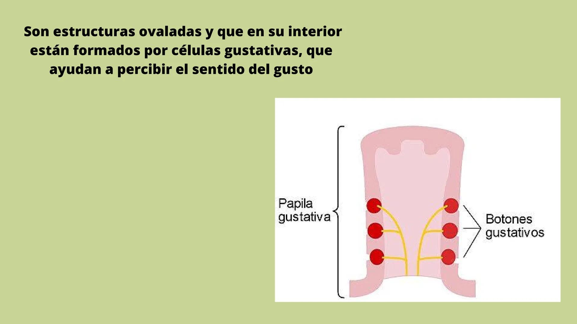 (
SENTIDO DE EL
Gusto Es una sensibilidad en respuesta a estímulos químicos por
sustancias SAPIDAS qué reaccionan con los receptores
gustati